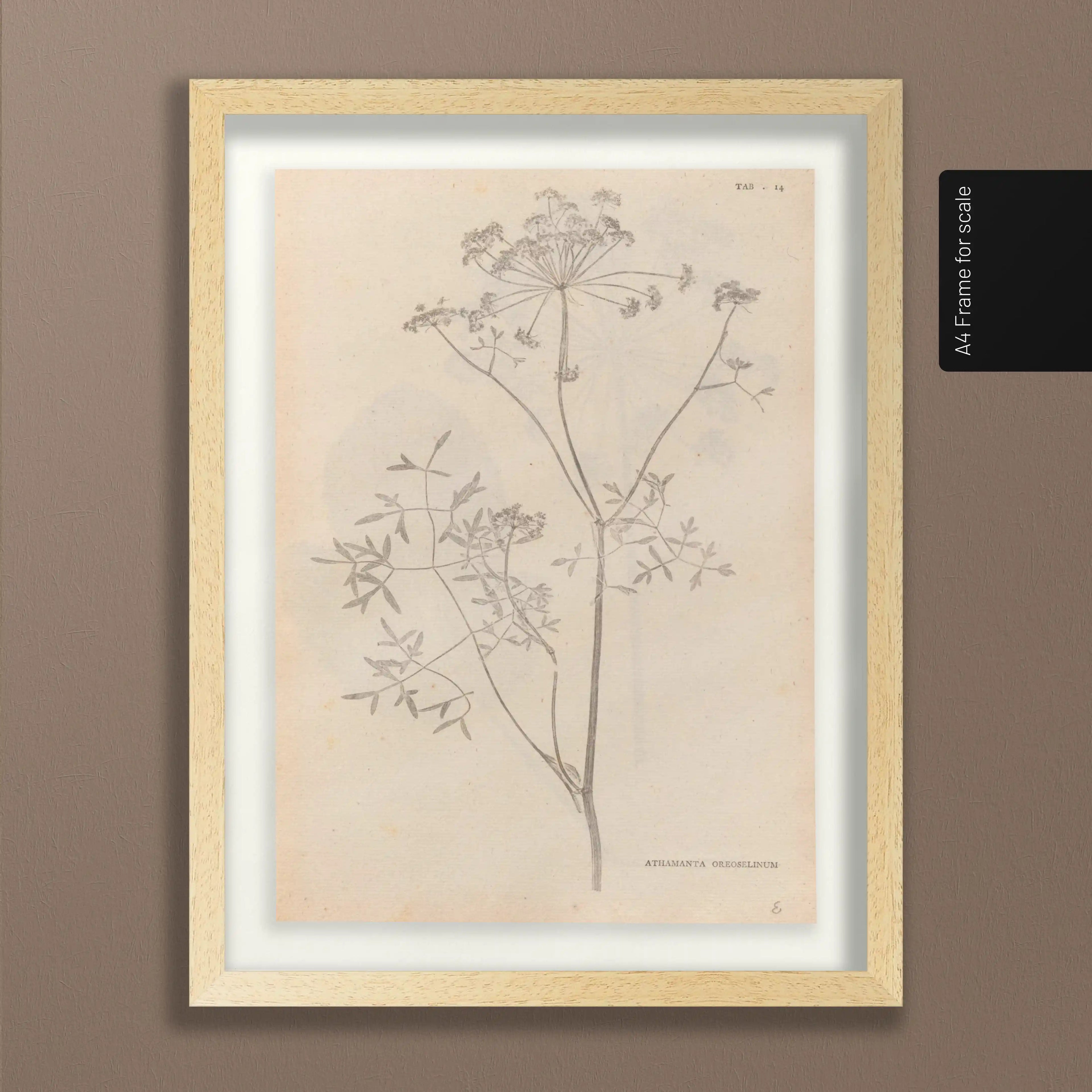 Plant Studies: Plate No. 37