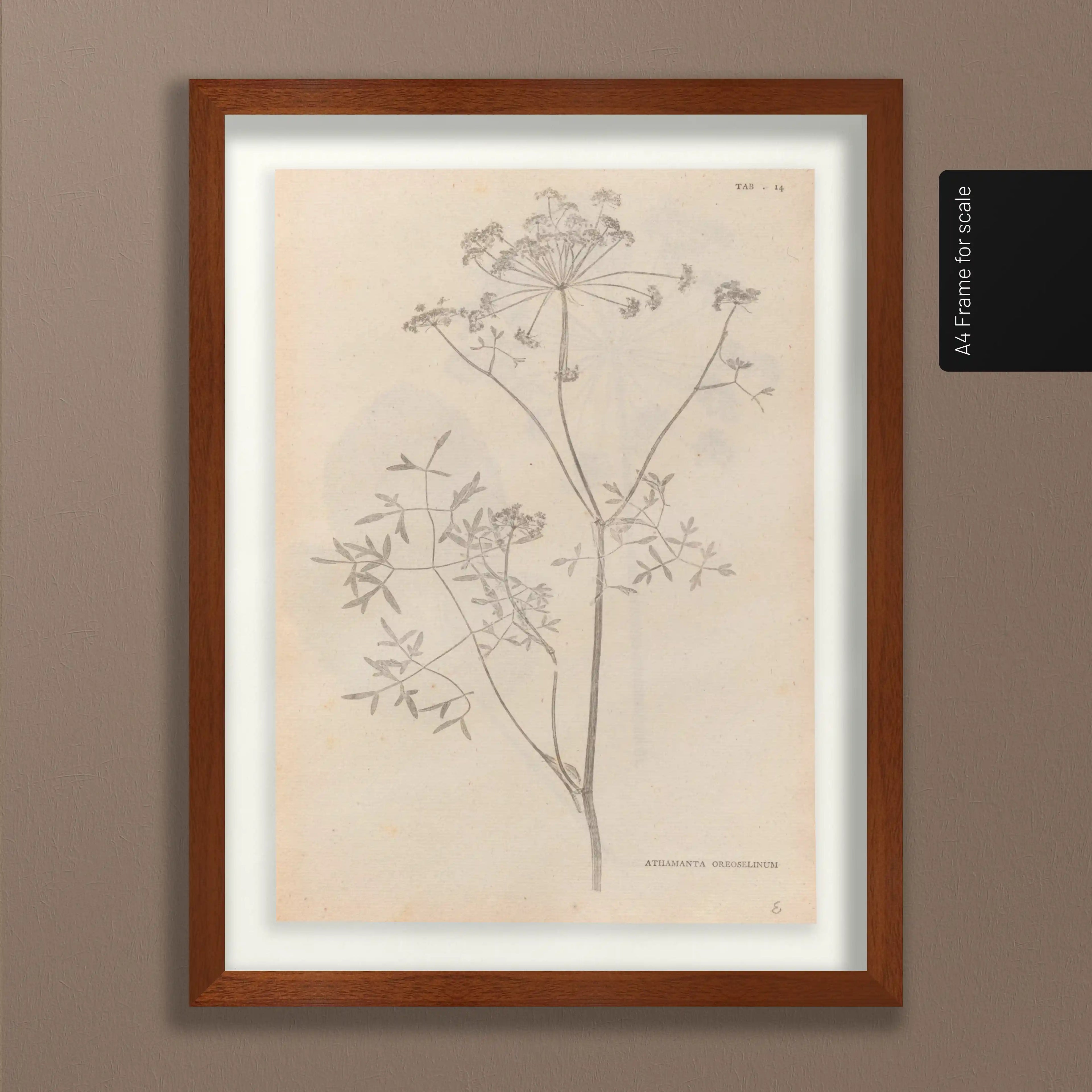 Plant Studies: Plate No. 37