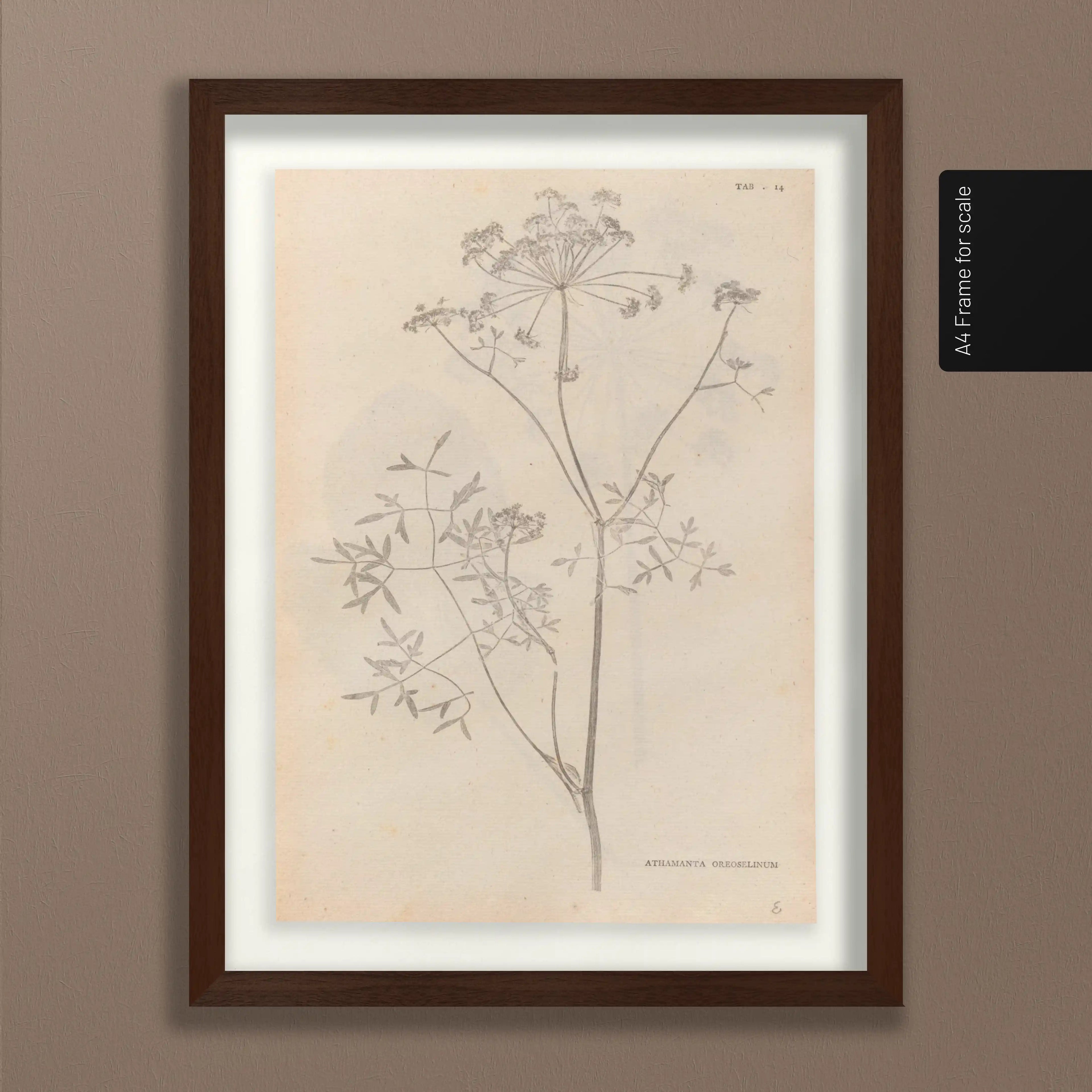 Plant Studies: Plate No. 37