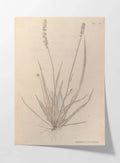 Plant Studies: Plate No. 38