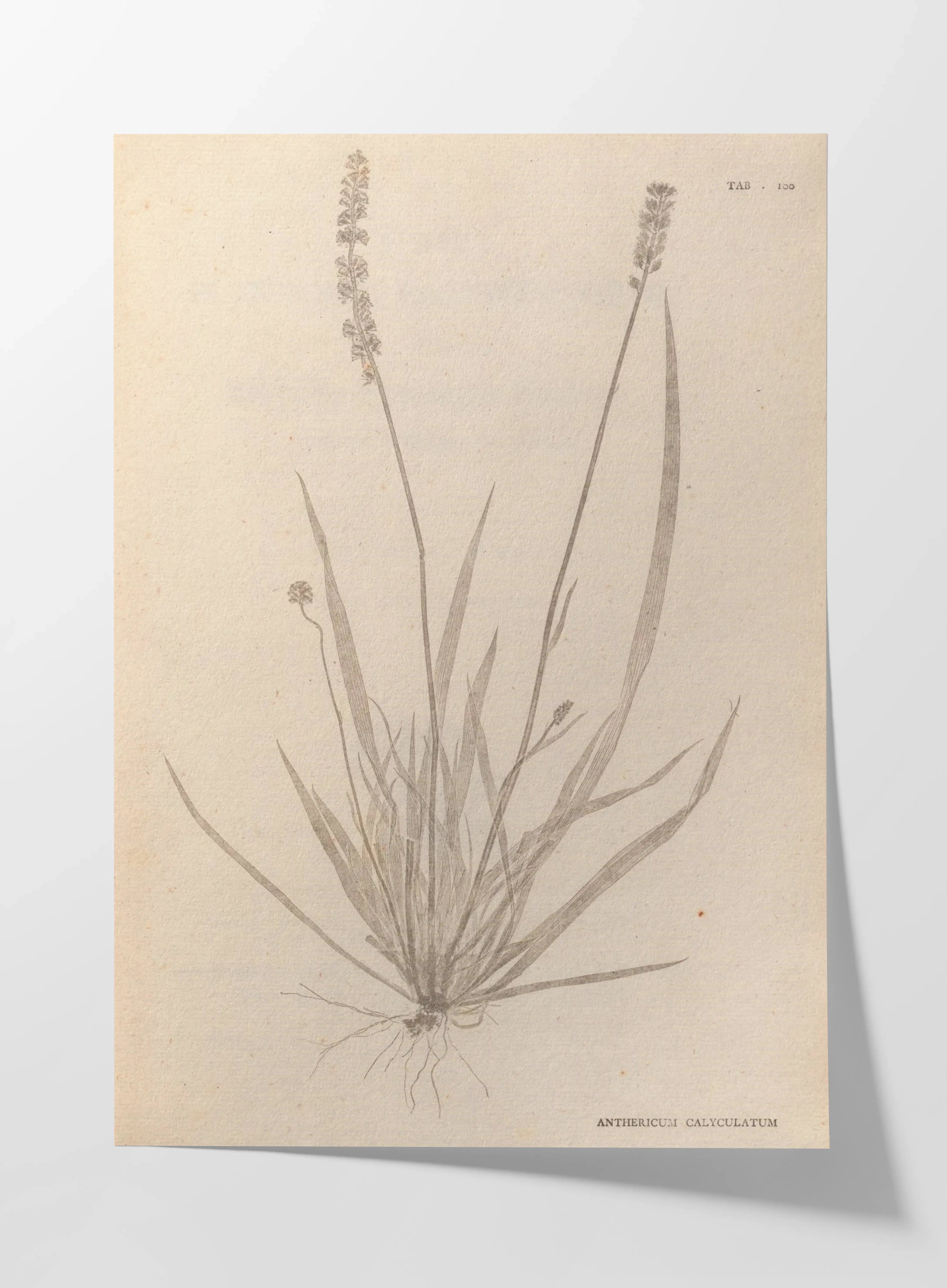 Plant Studies: Plate No. 38