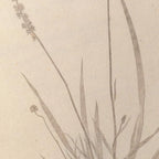 Plant Studies: Plate No. 38