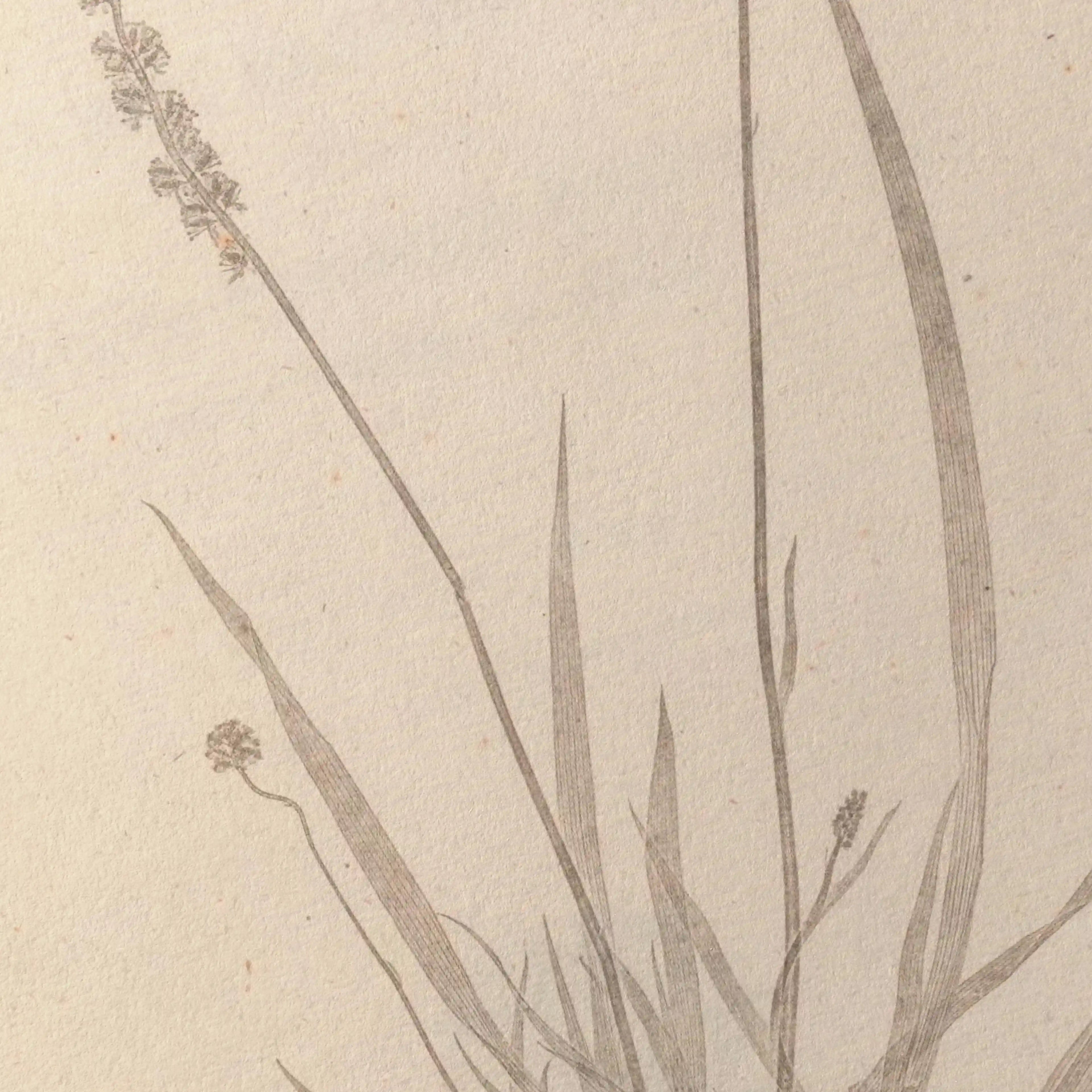 Plant Studies: Plate No. 38