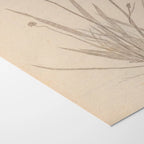 Plant Studies: Plate No. 38