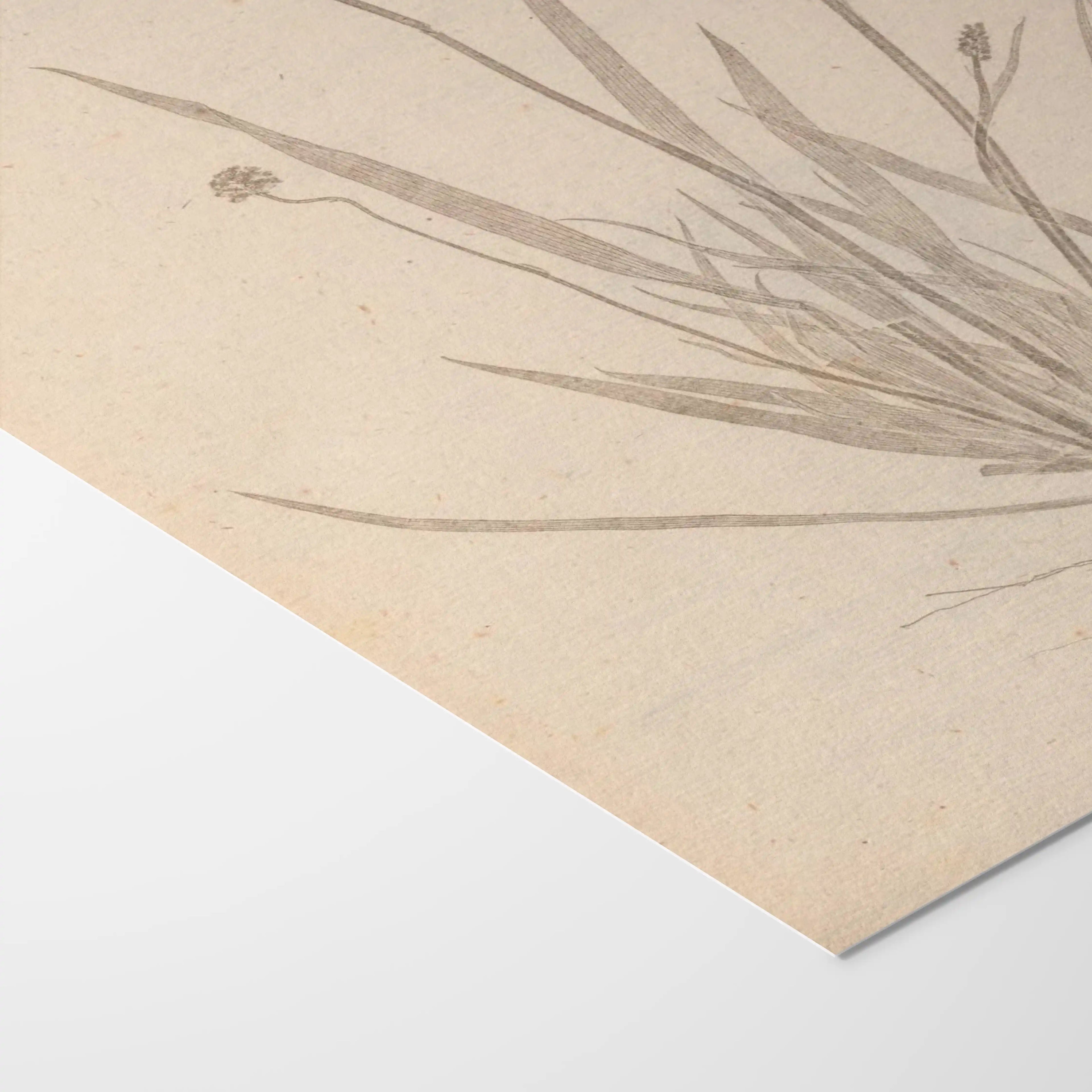 Plant Studies: Plate No. 38