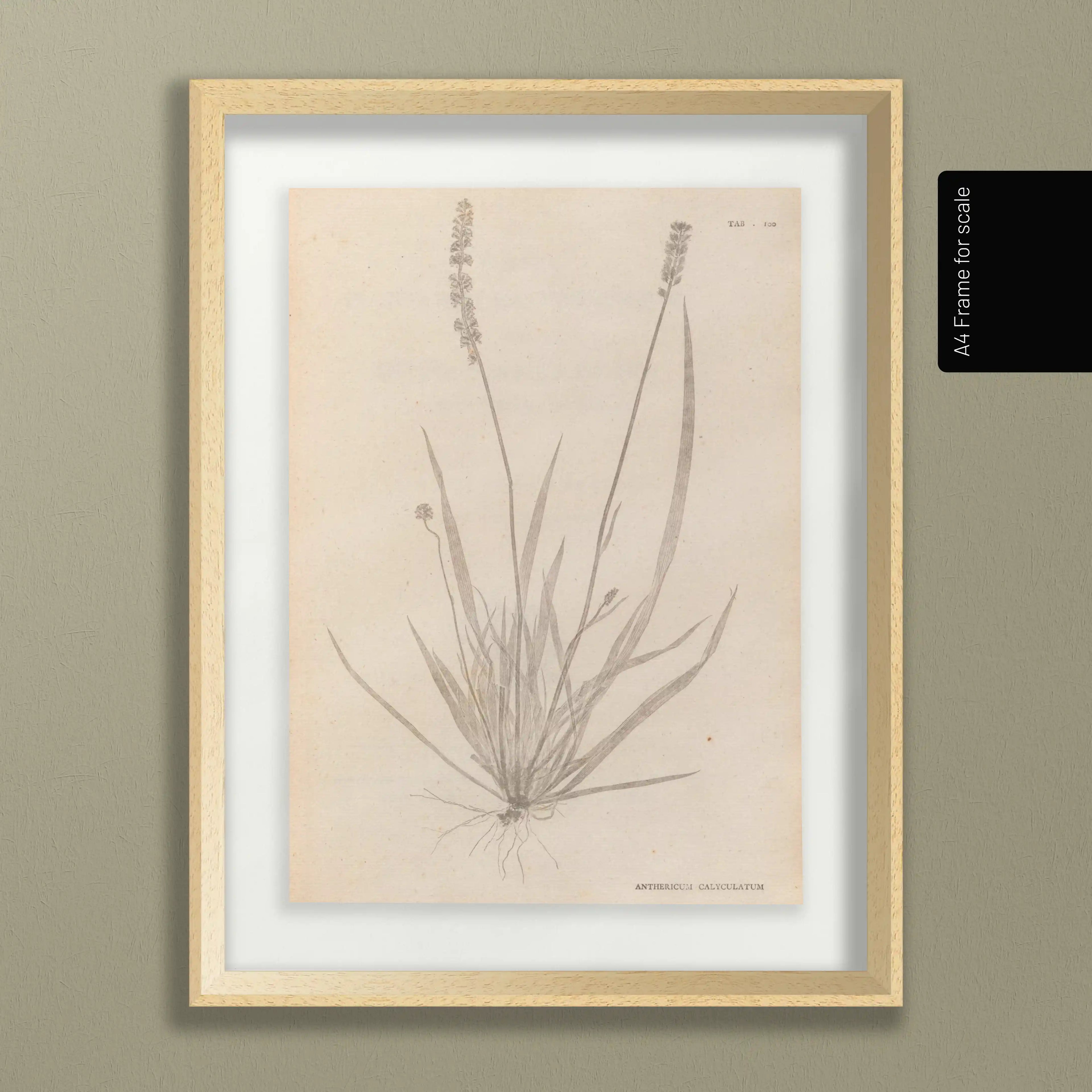 Plant Studies: Plate No. 38