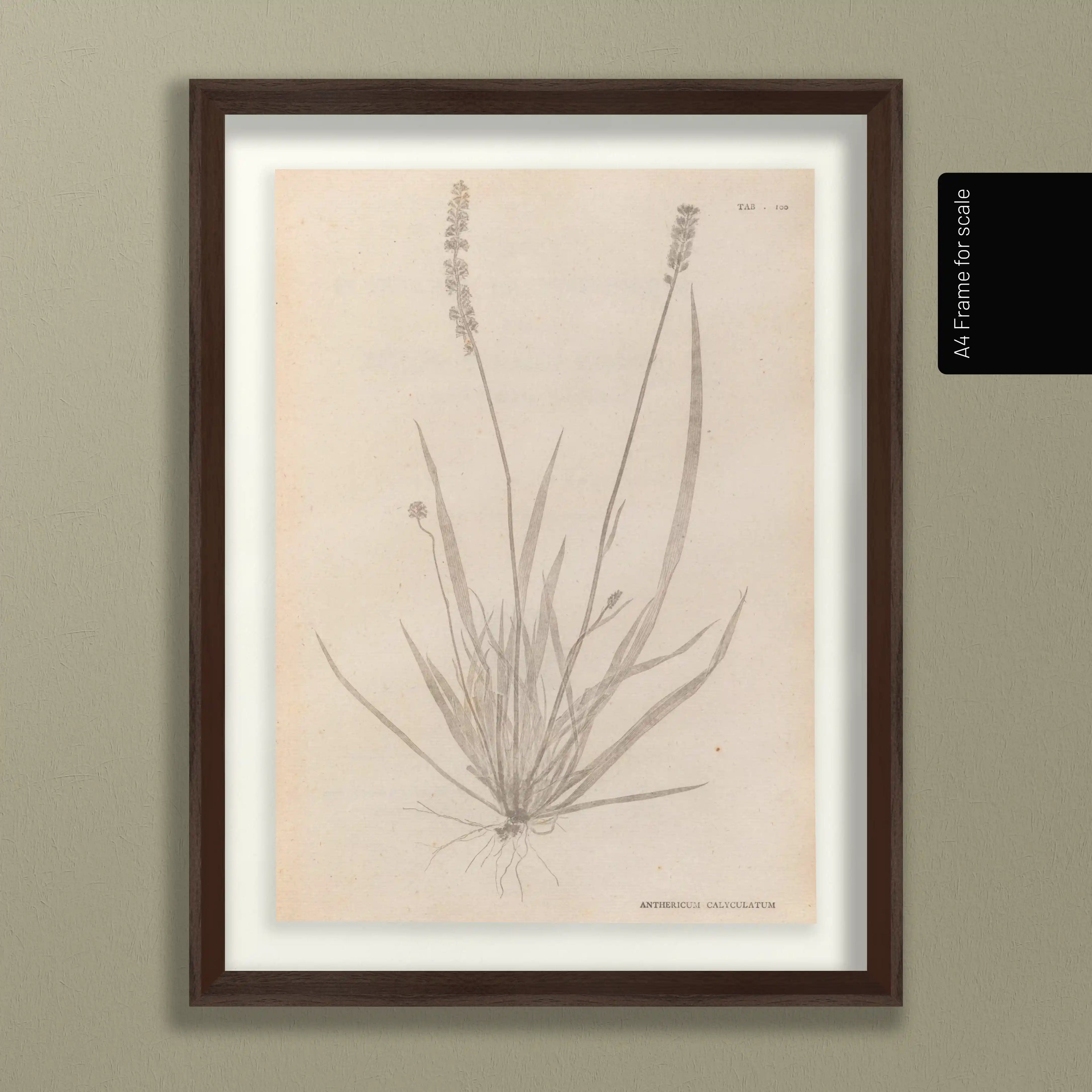 Plant Studies: Plate No. 38