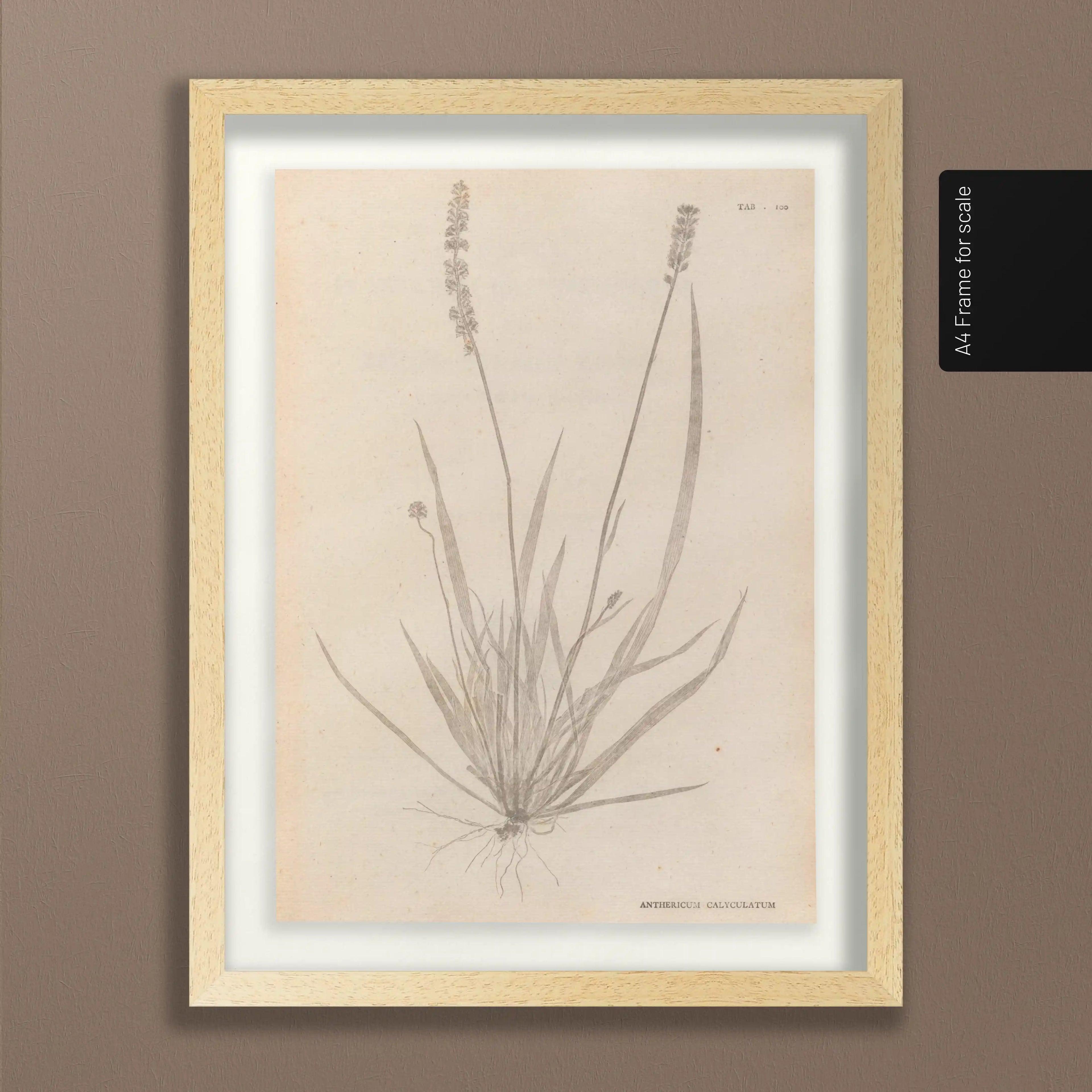 Plant Studies: Plate No. 38