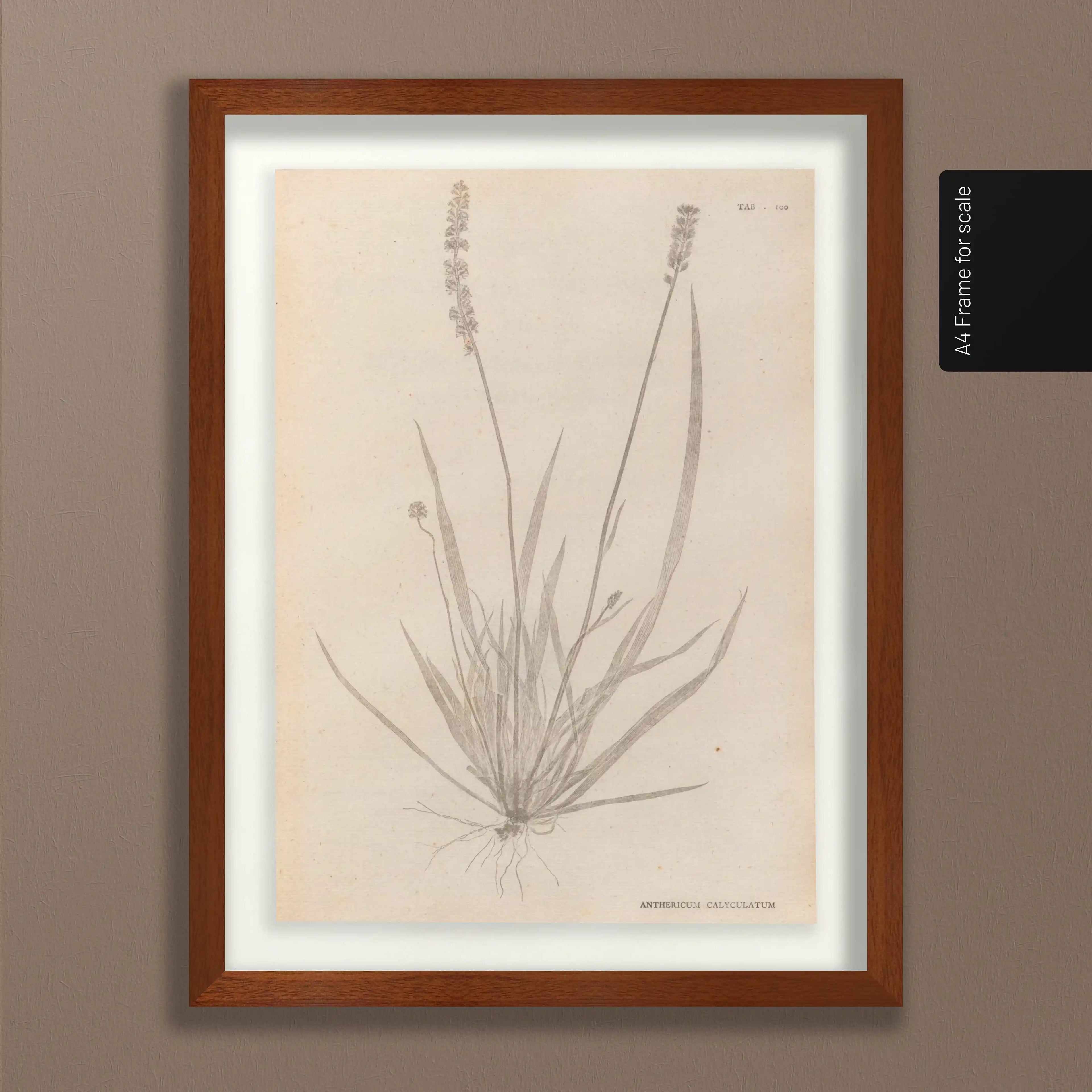 Plant Studies: Plate No. 38