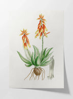 Plant Studies: Plate No. 39