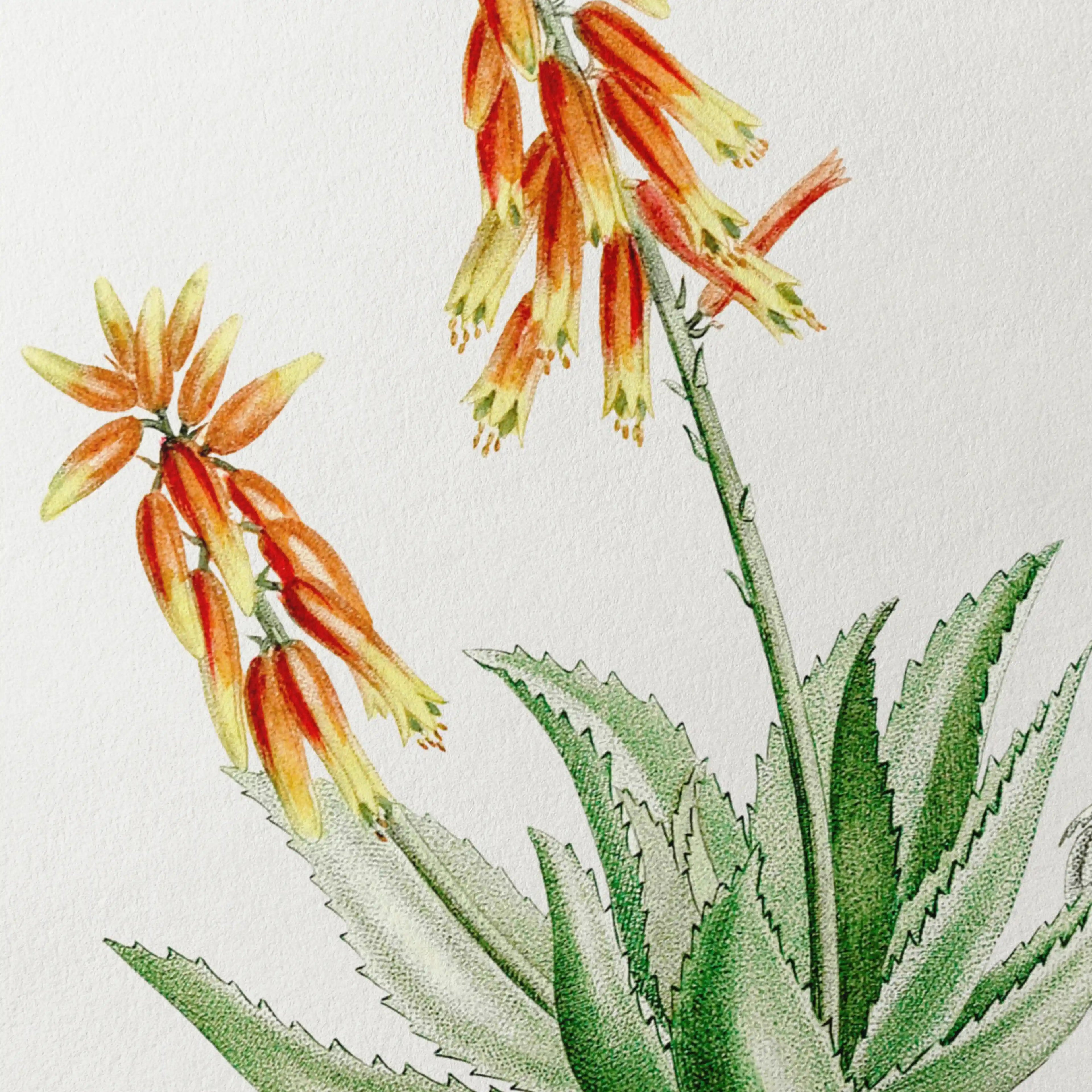 Plant Studies: Plate No. 39