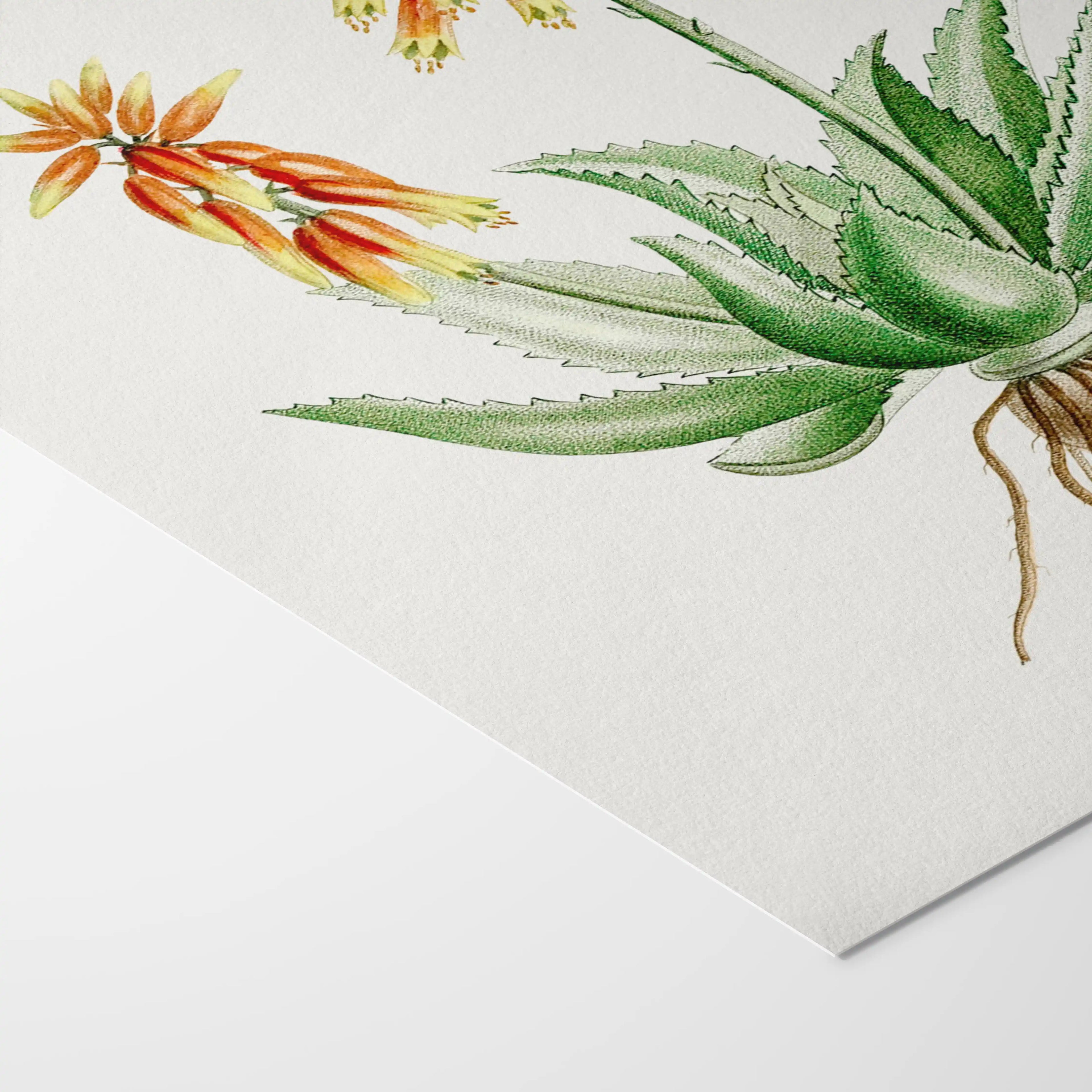 Plant Studies: Plate No. 39