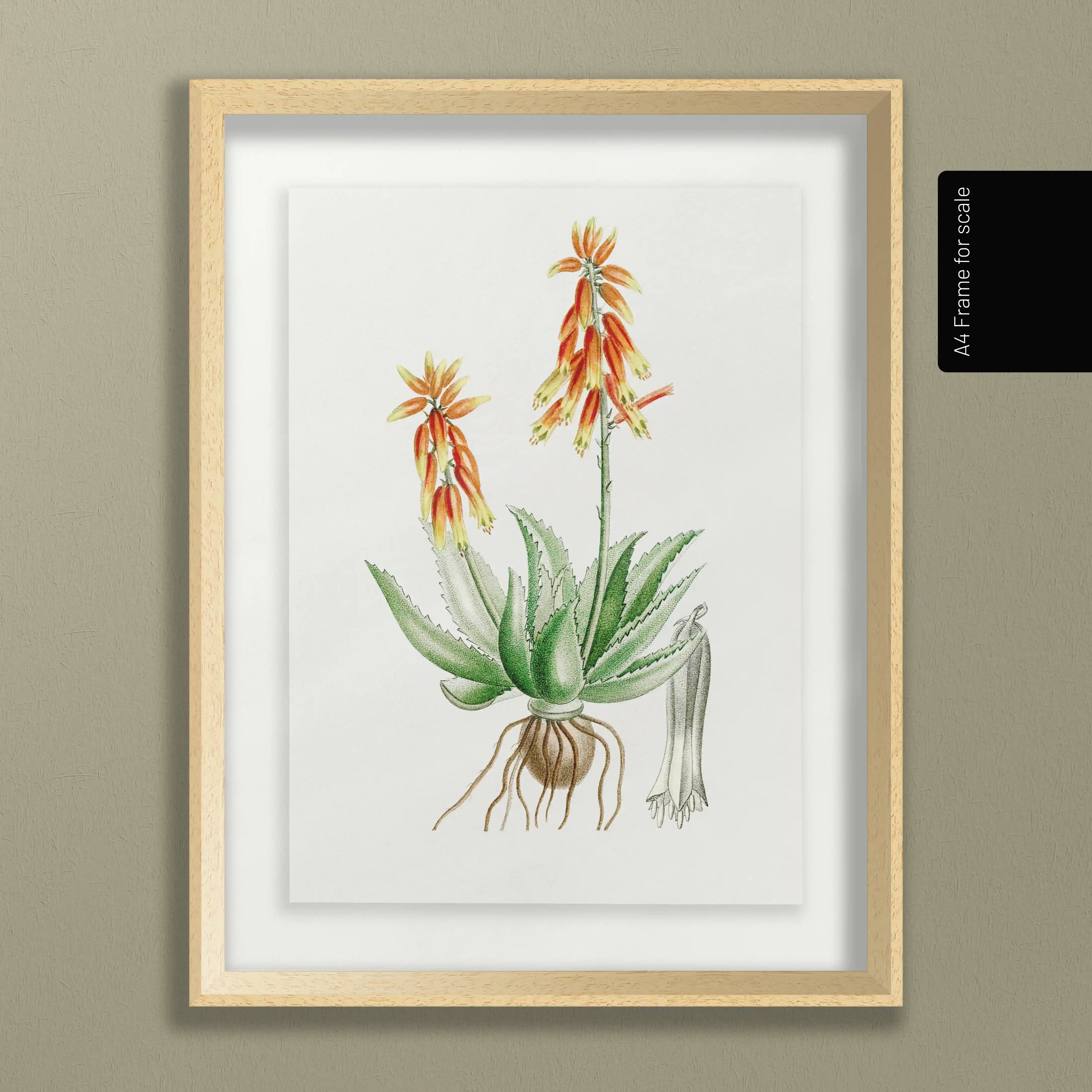 Plant Studies: Plate No. 39