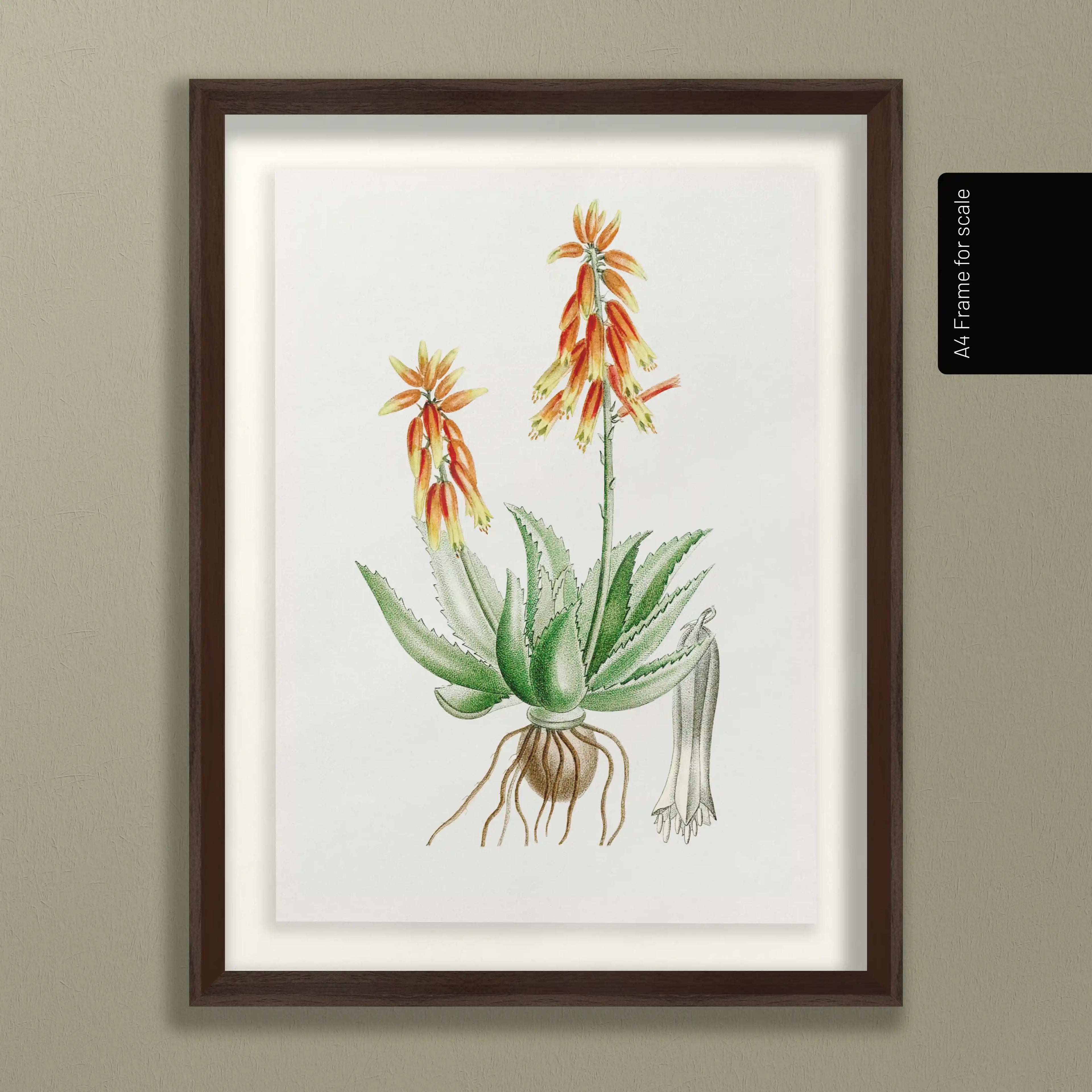 Plant Studies: Plate No. 39