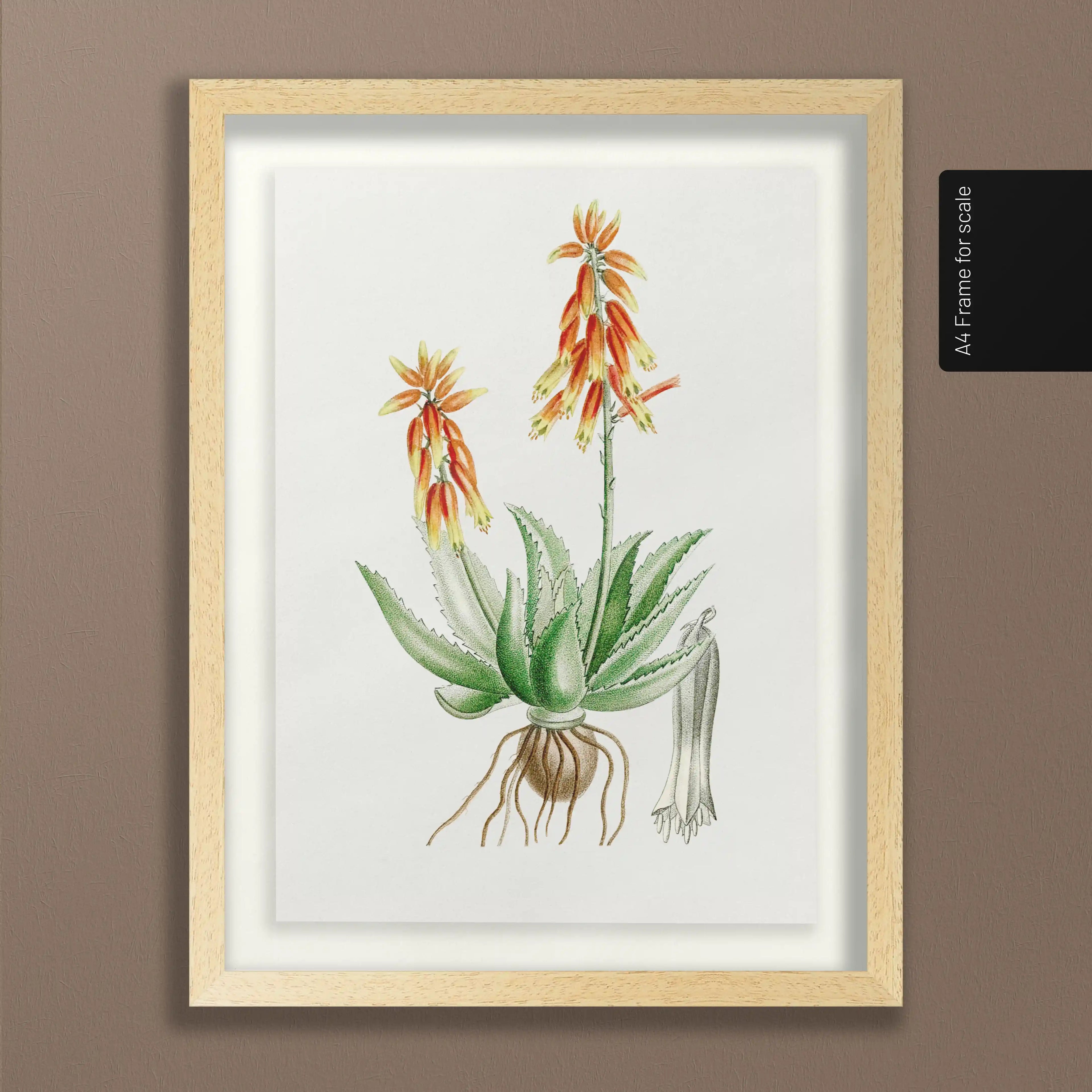 Plant Studies: Plate No. 39