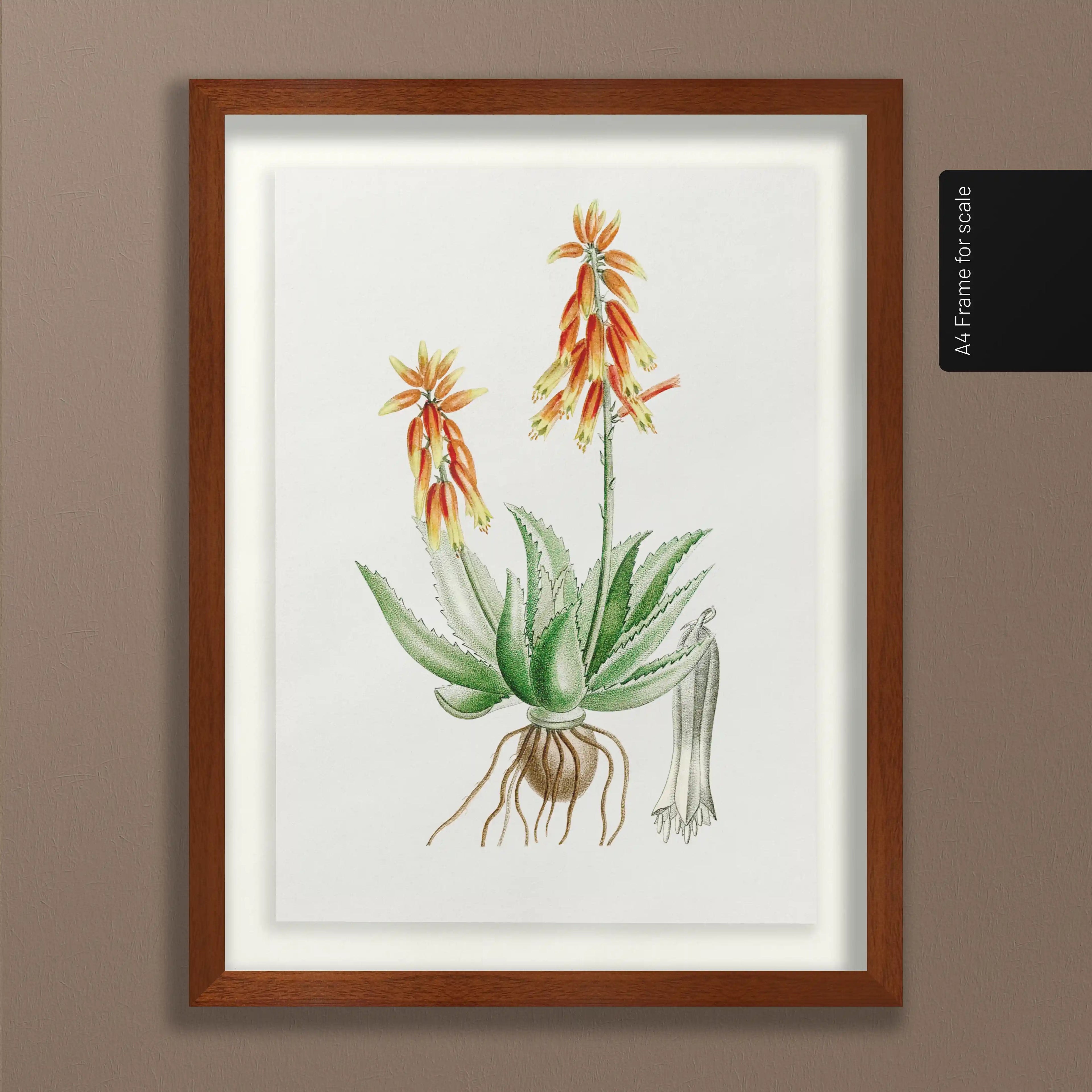 Plant Studies: Plate No. 39