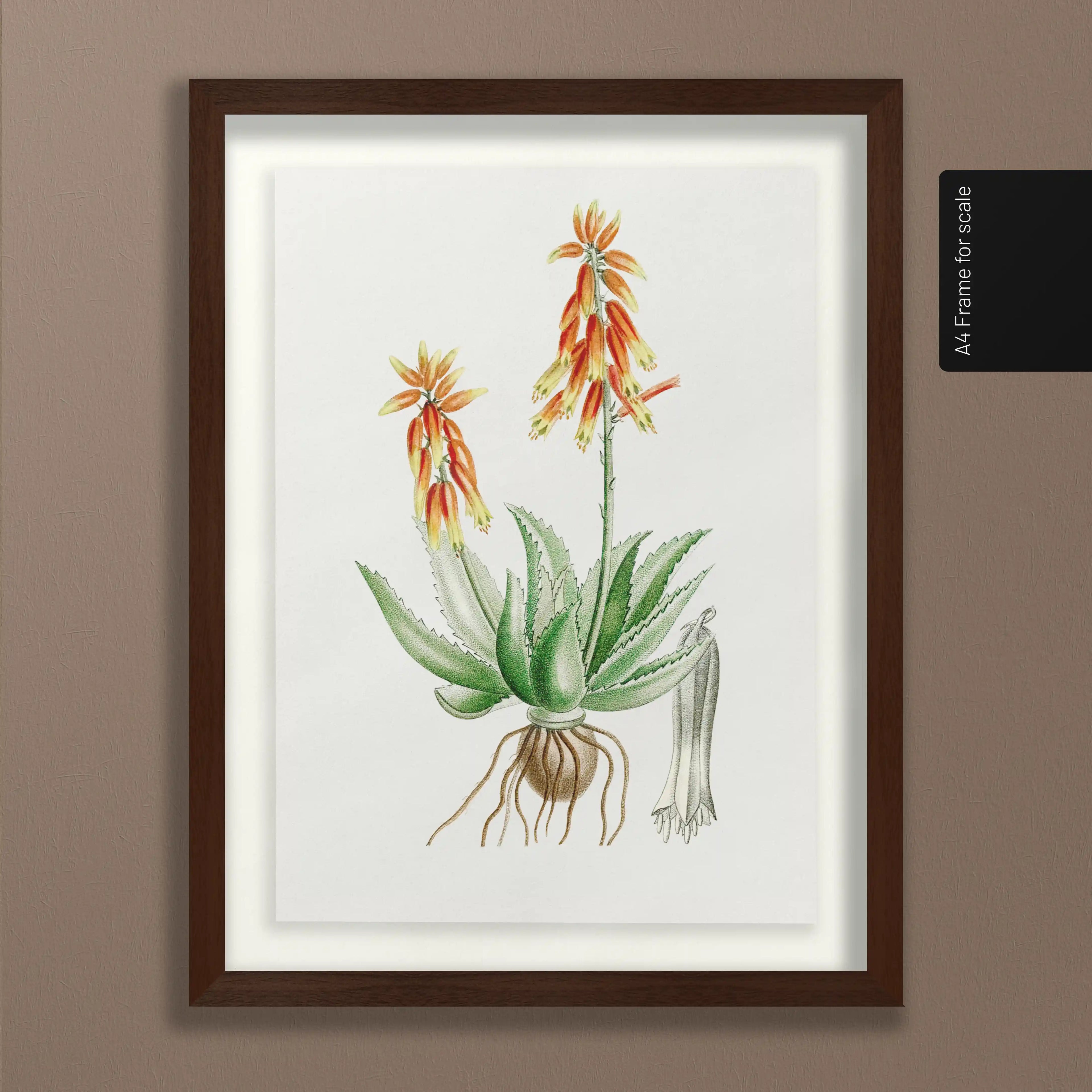 Plant Studies: Plate No. 39