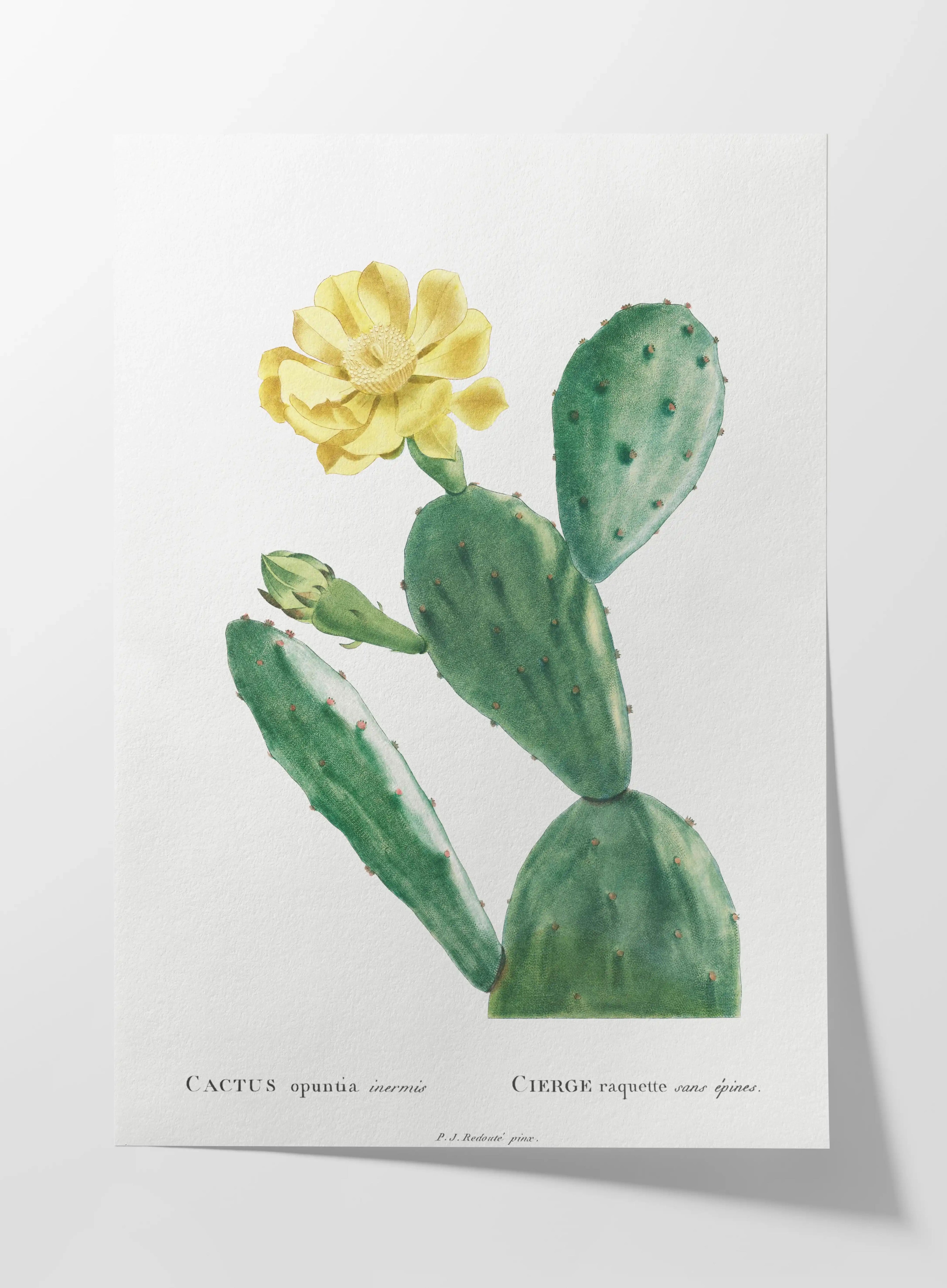 Plant Studies: Plate No. 43