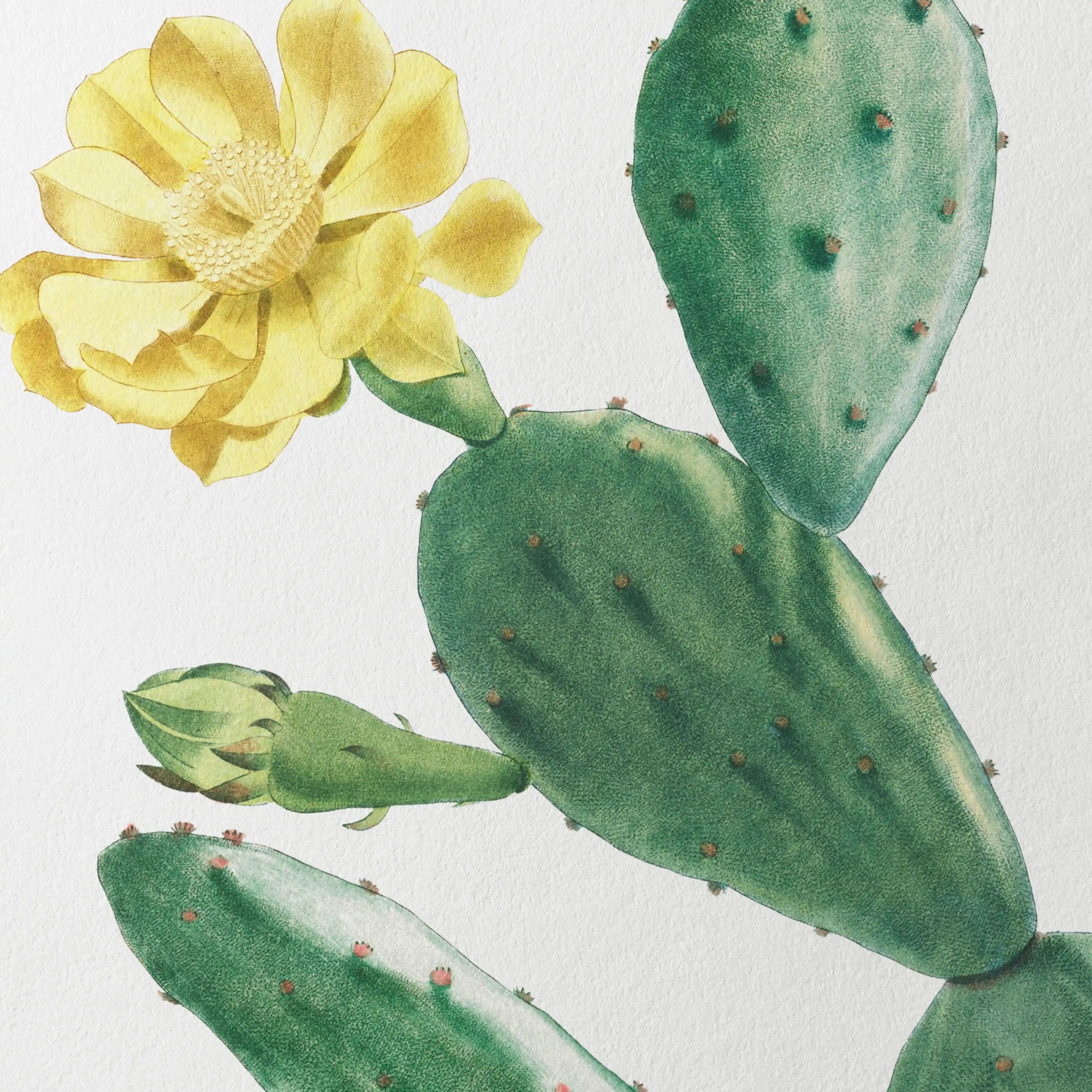 Plant Studies: Plate No. 43