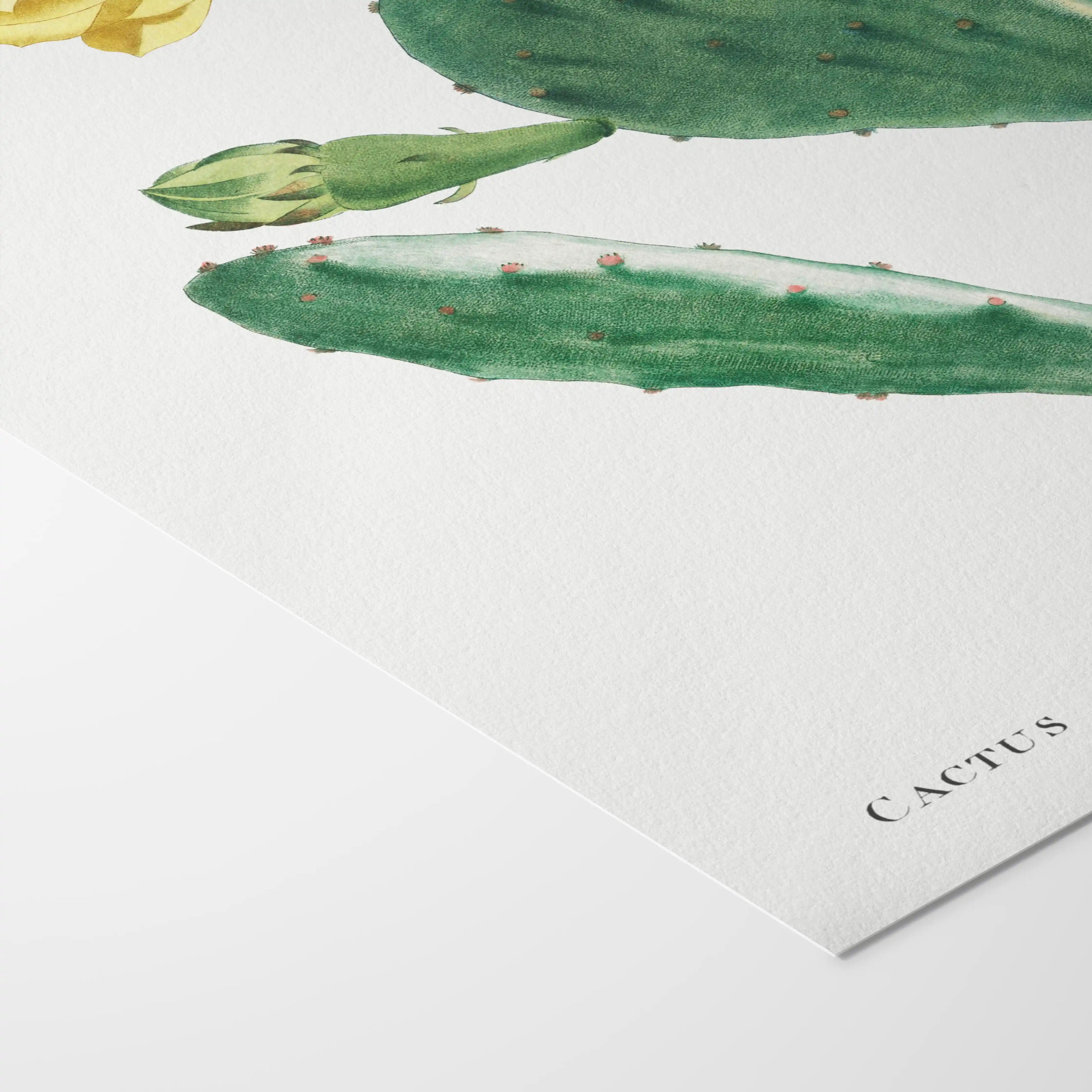 Plant Studies: Plate No. 43