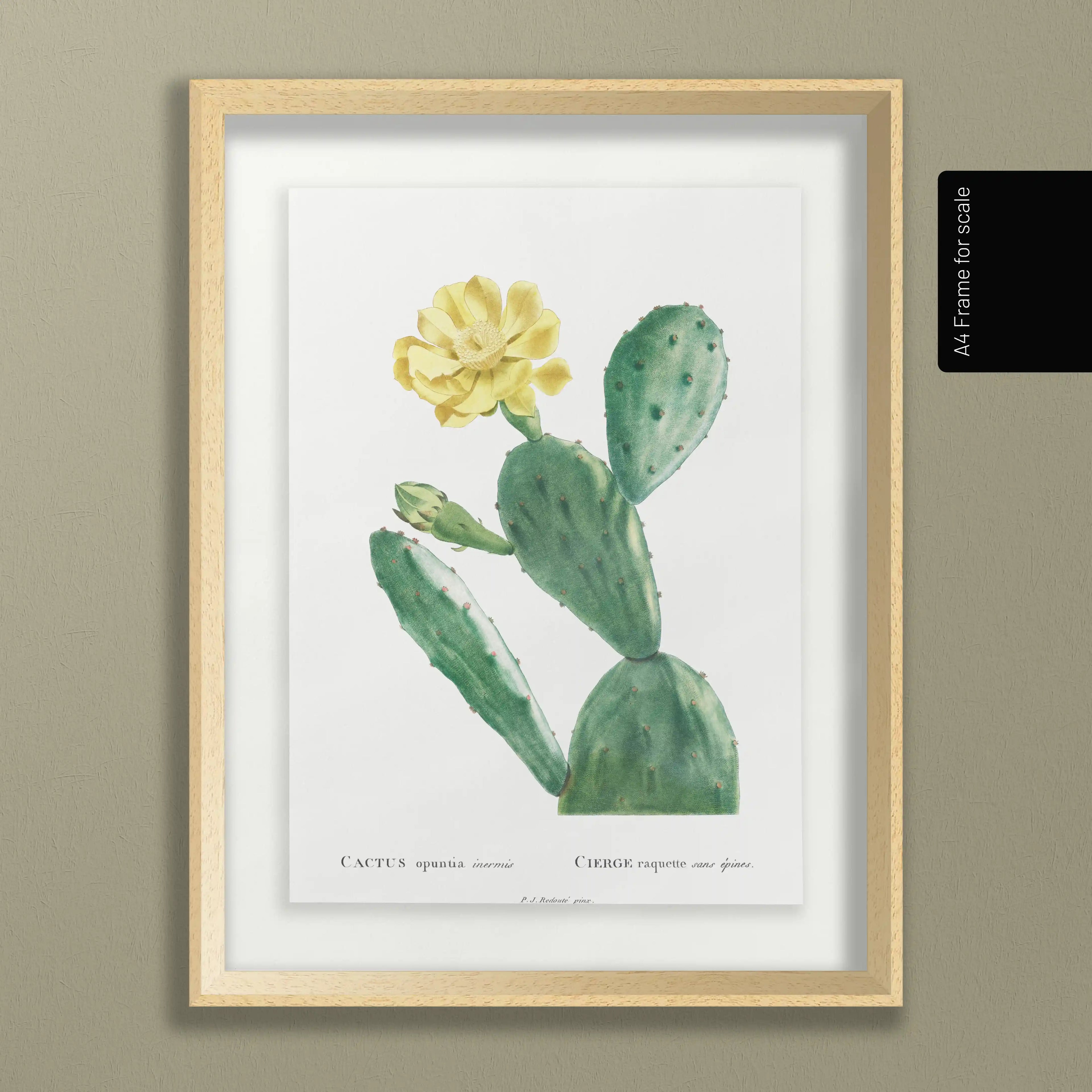 Plant Studies: Plate No. 43