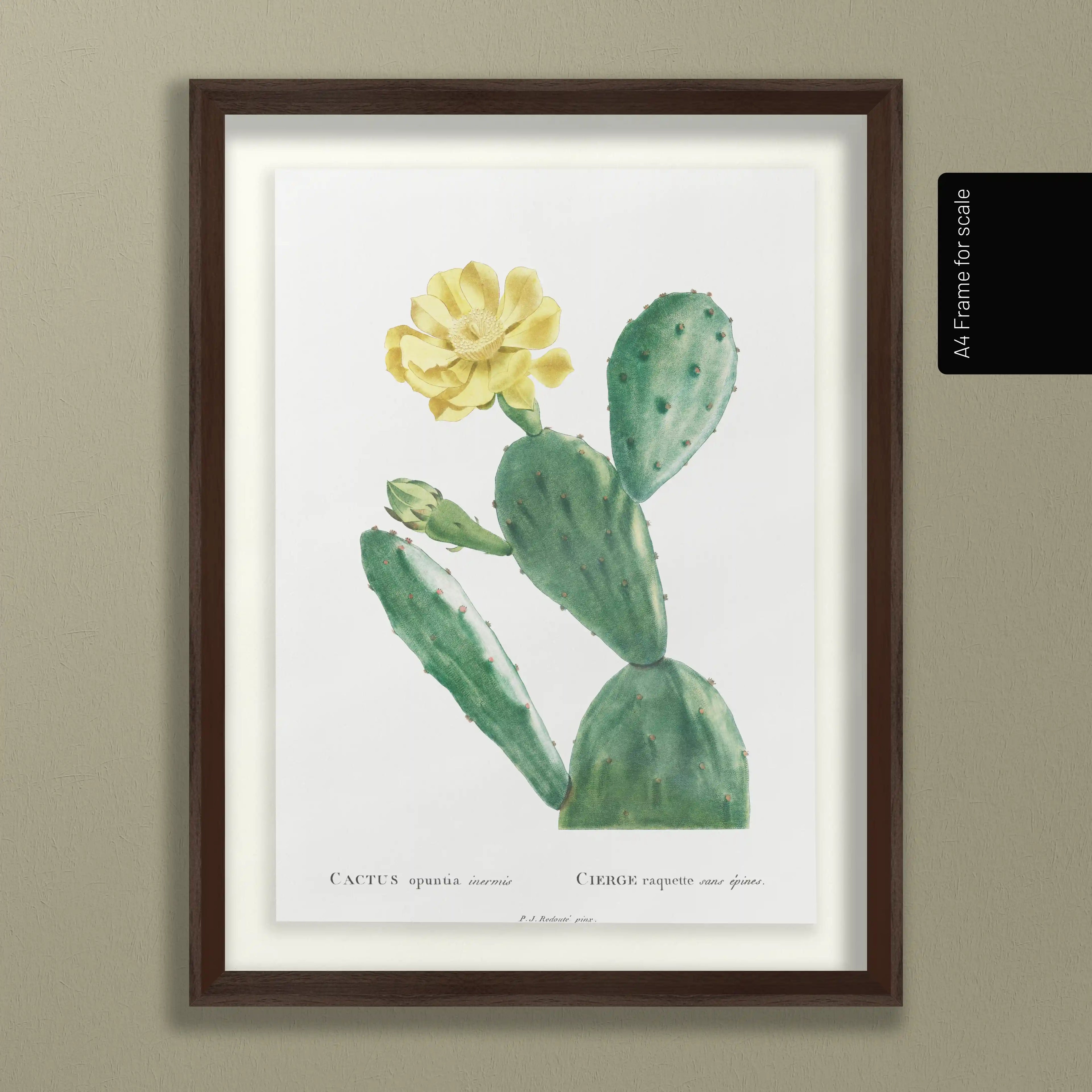 Plant Studies: Plate No. 43