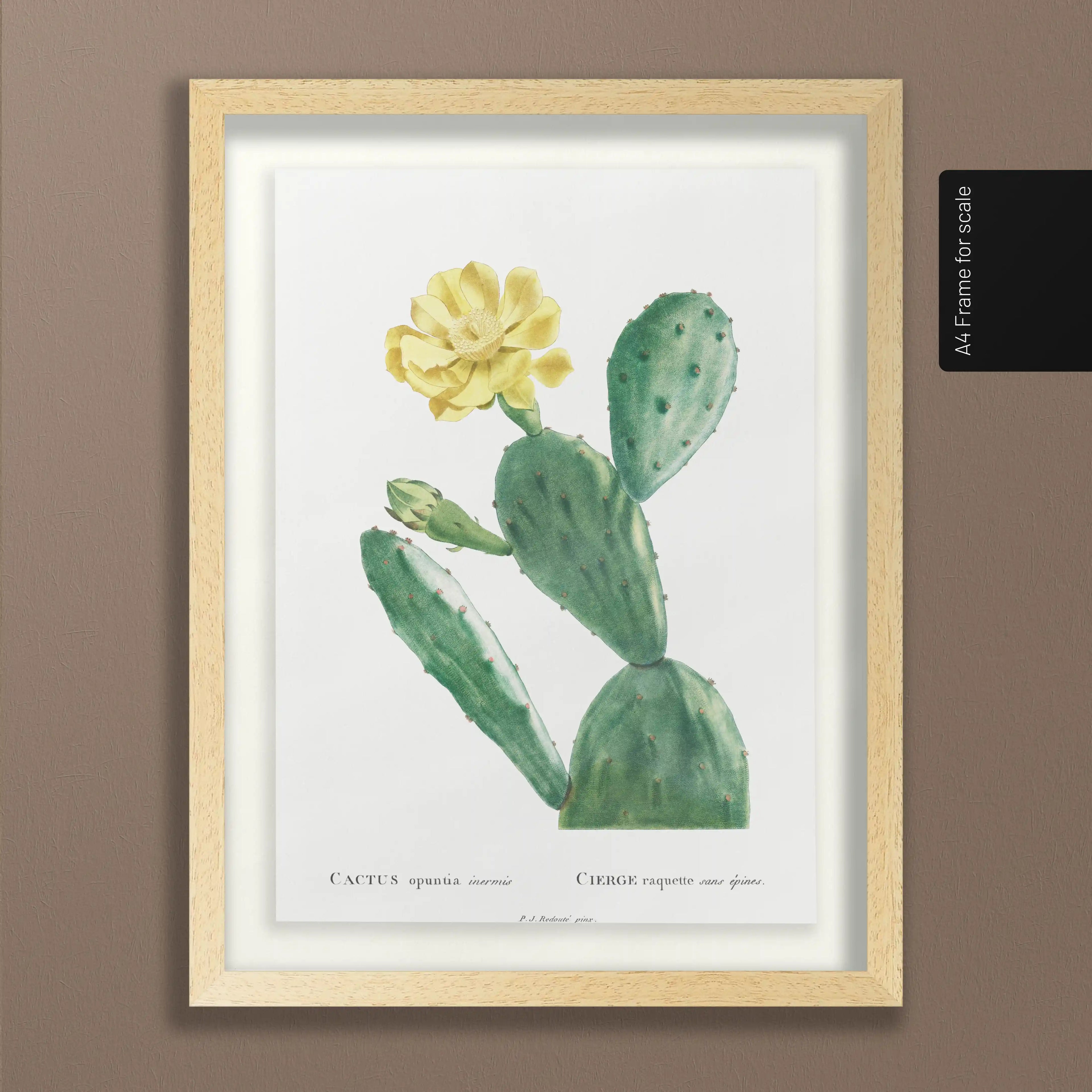 Plant Studies: Plate No. 43