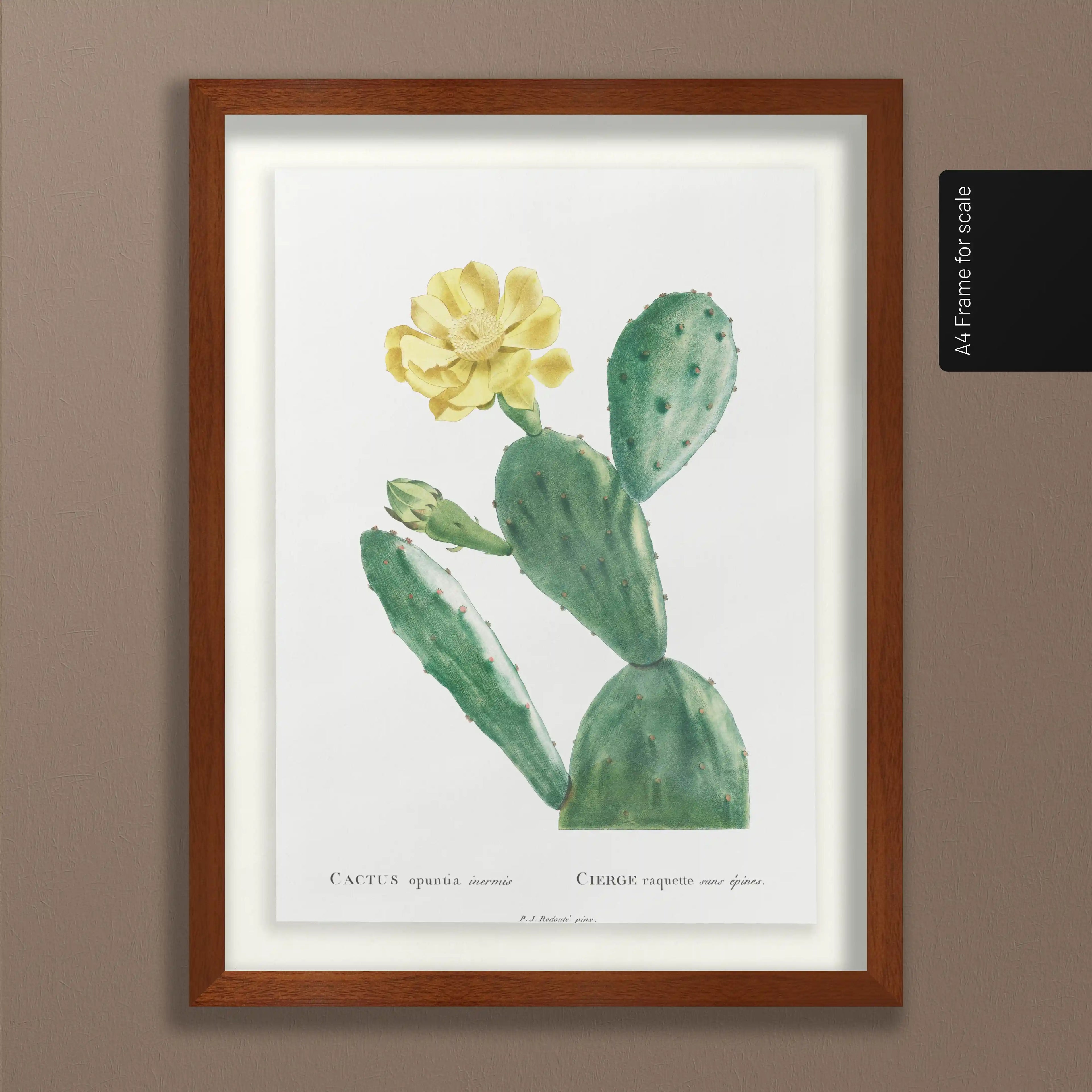 Plant Studies: Plate No. 43