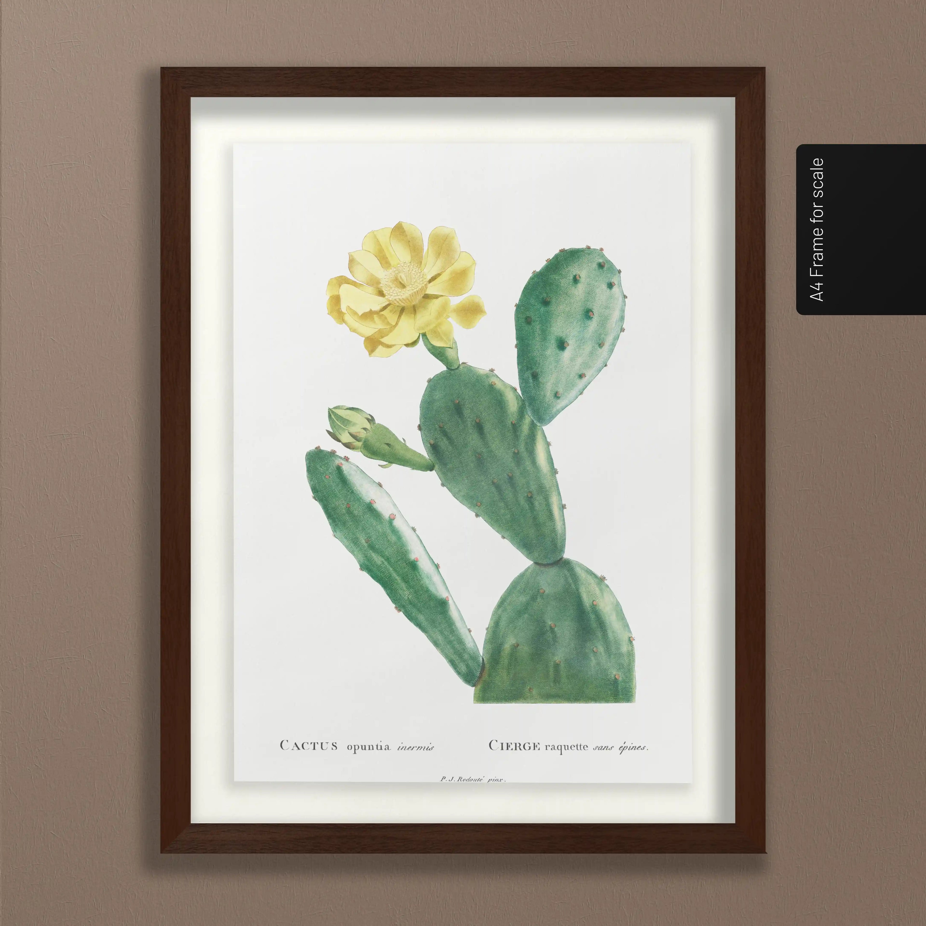 Plant Studies: Plate No. 43