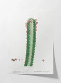 Plant Studies: Plate No. 44