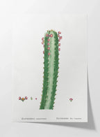 Plant Studies: Plate No. 44