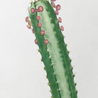 Plant Studies: Plate No. 44