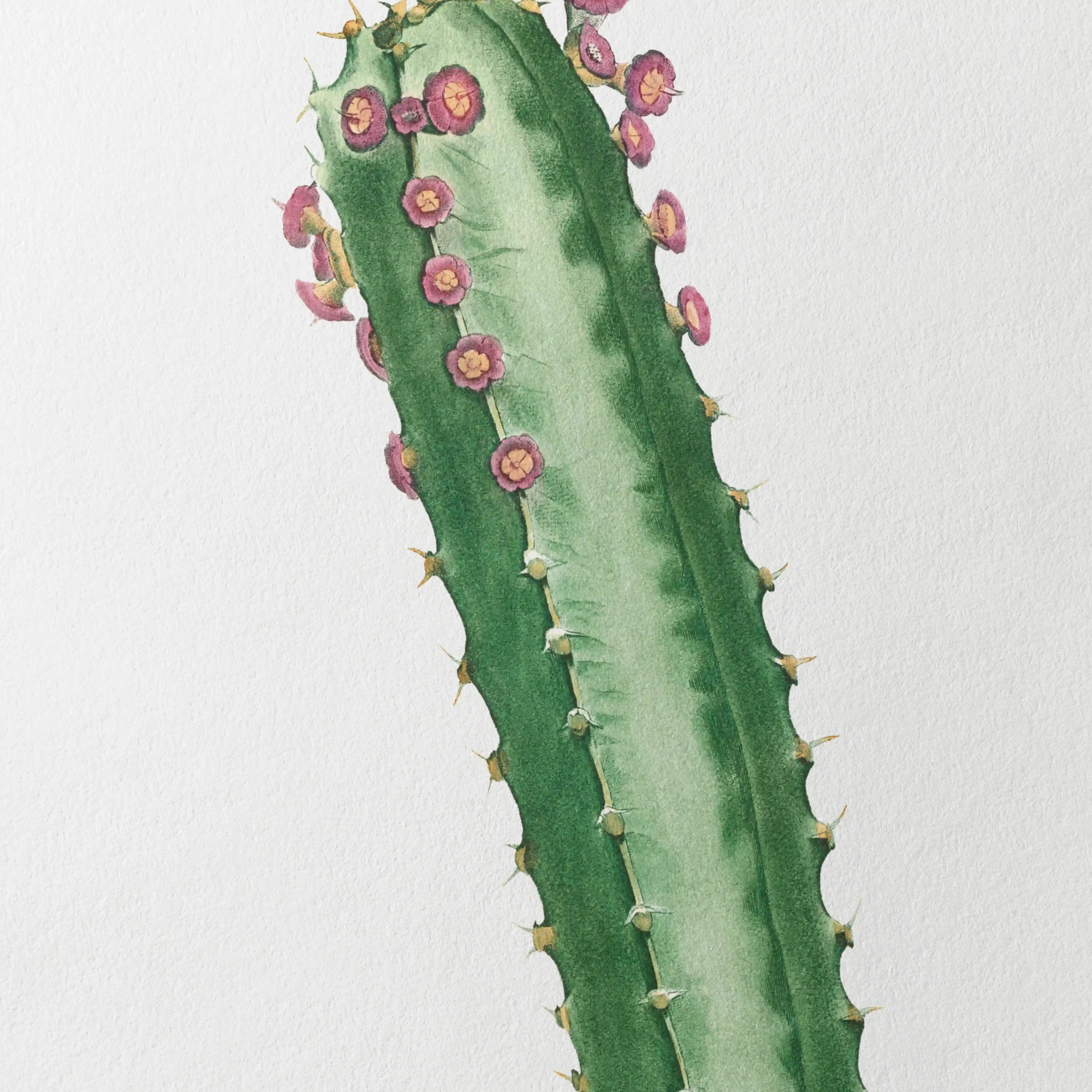 Plant Studies: Plate No. 44