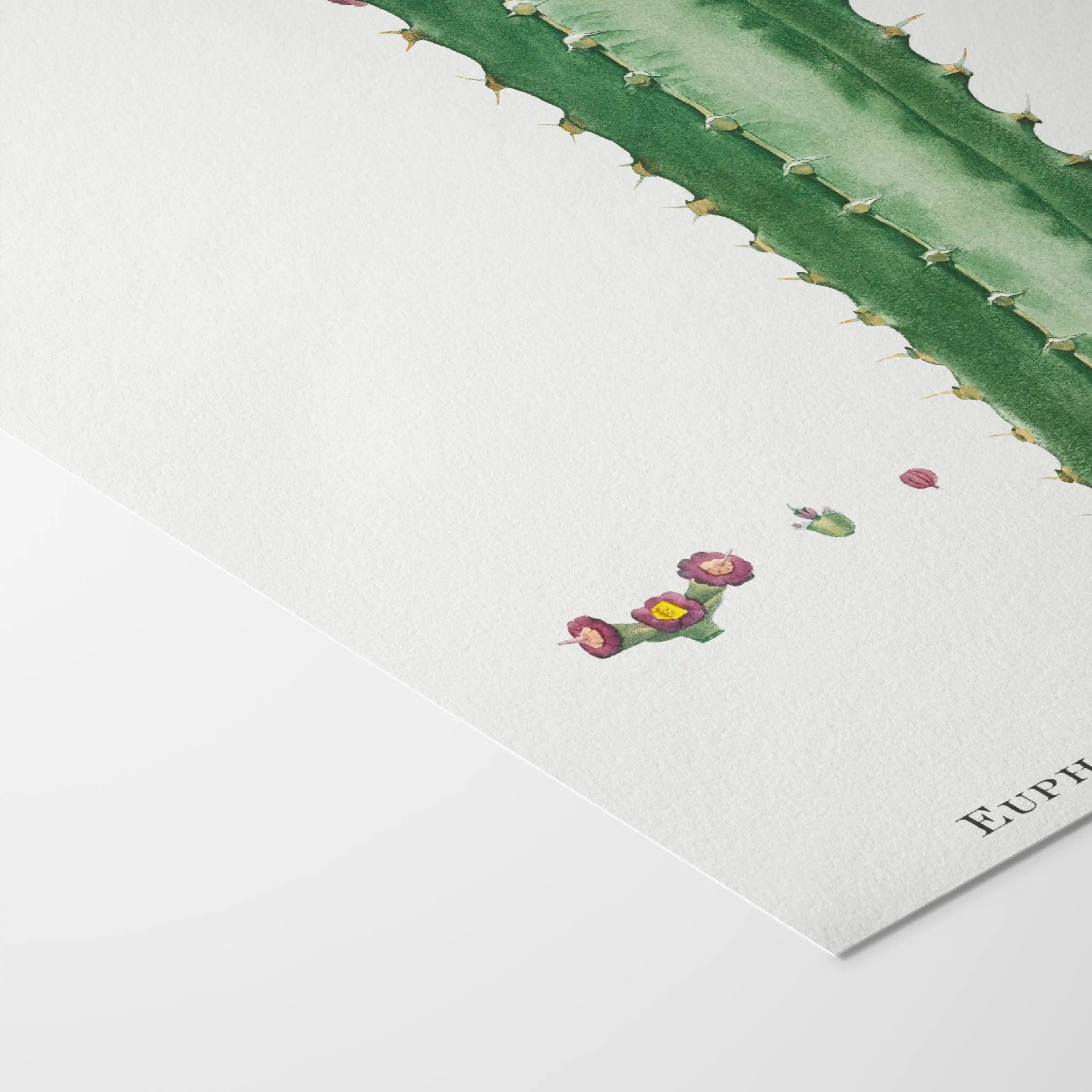 Plant Studies: Plate No. 44