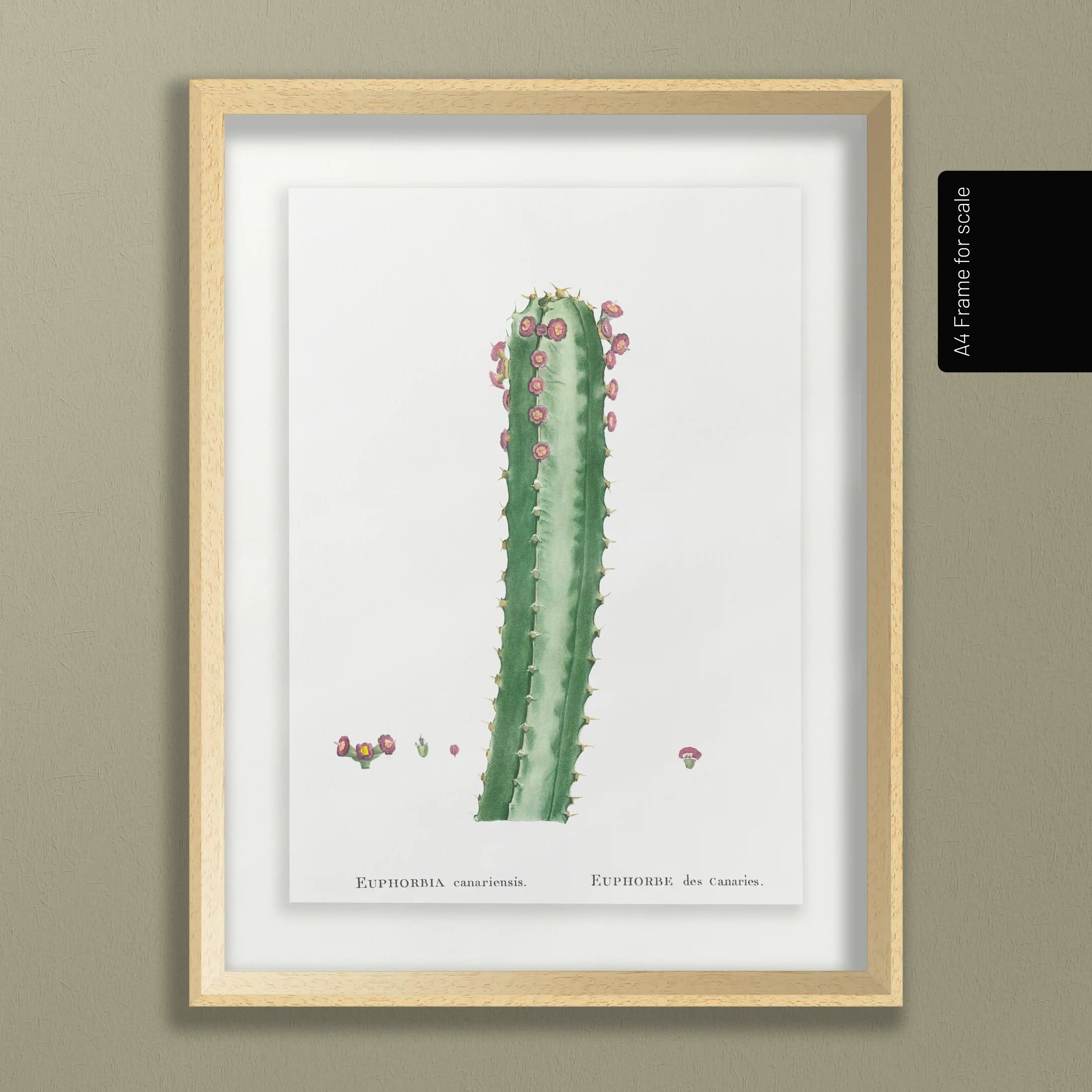 Plant Studies: Plate No. 44