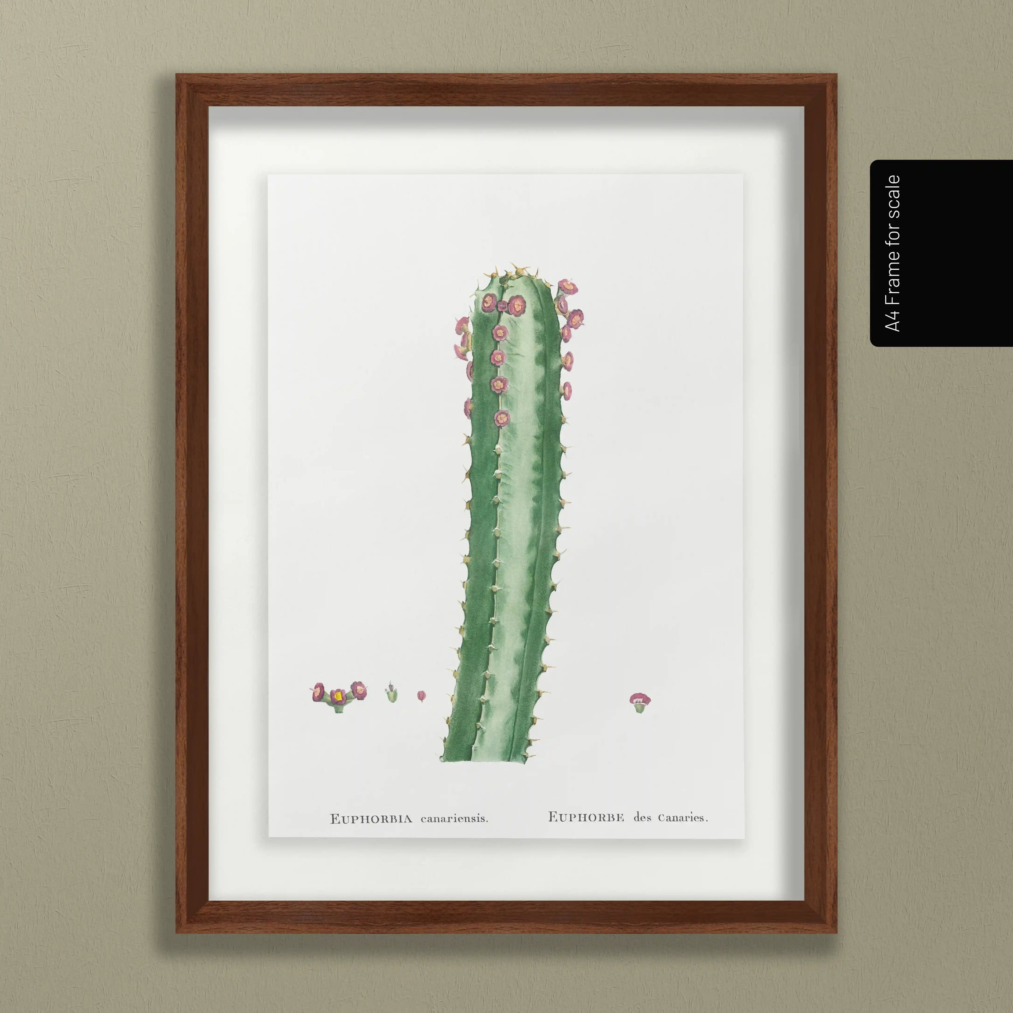 Plant Studies: Plate No. 44