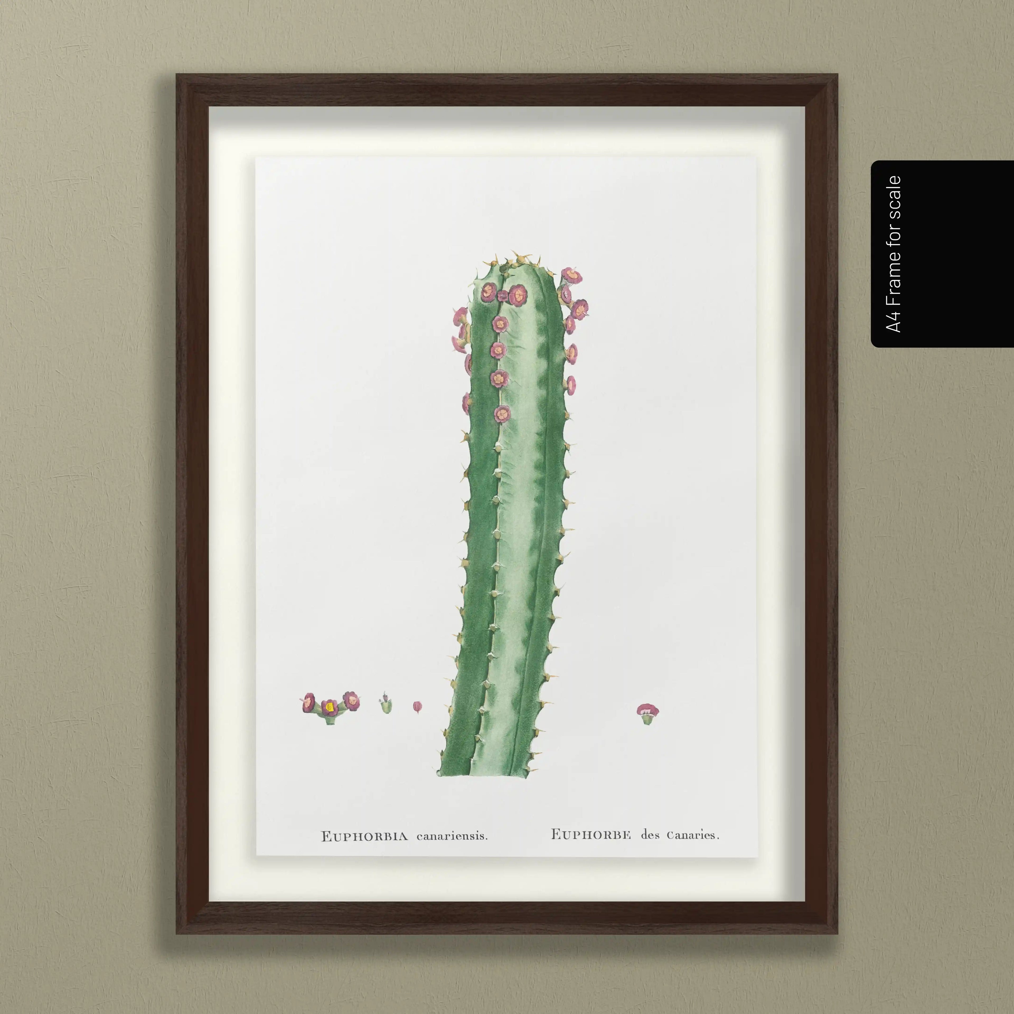 Plant Studies: Plate No. 44