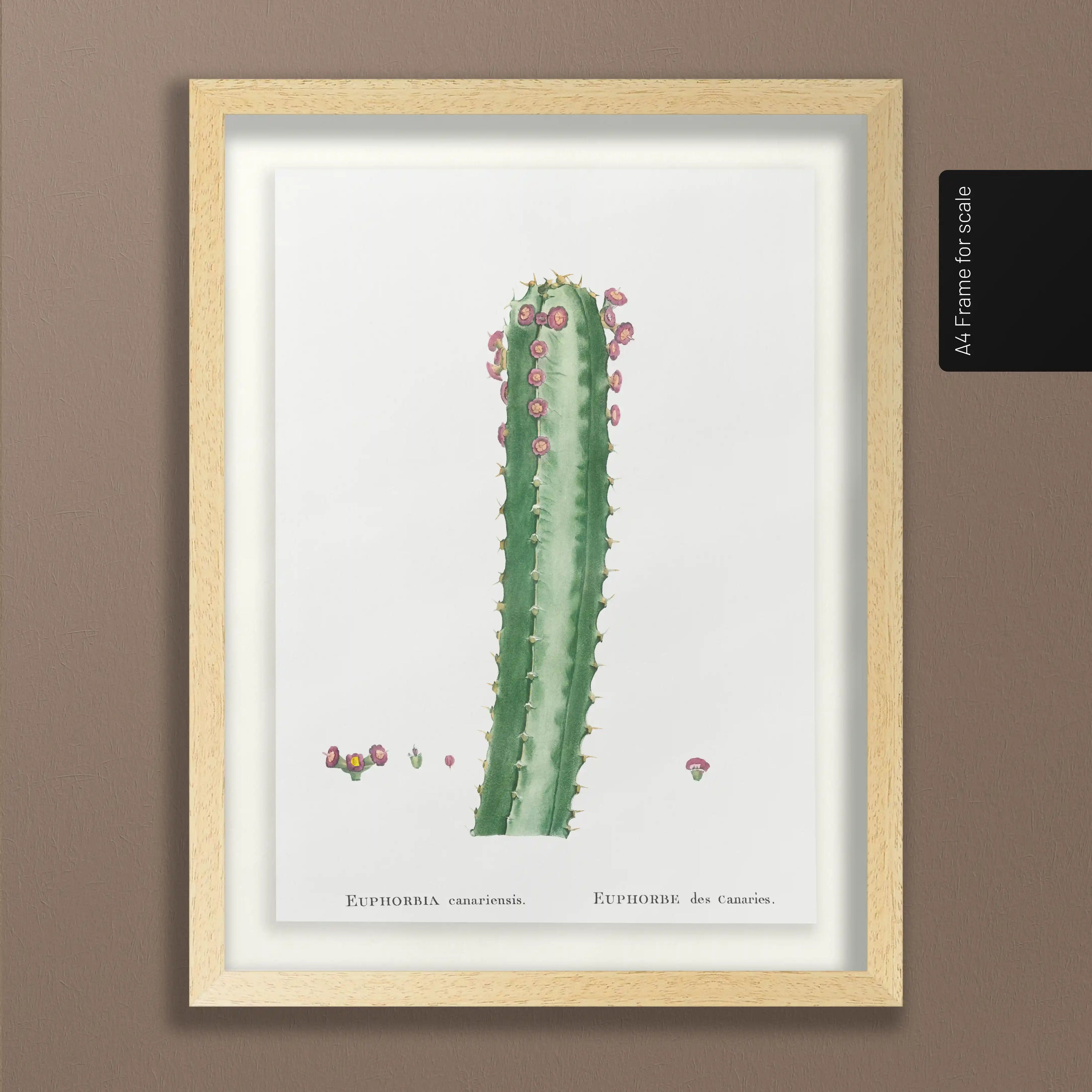 Plant Studies: Plate No. 44