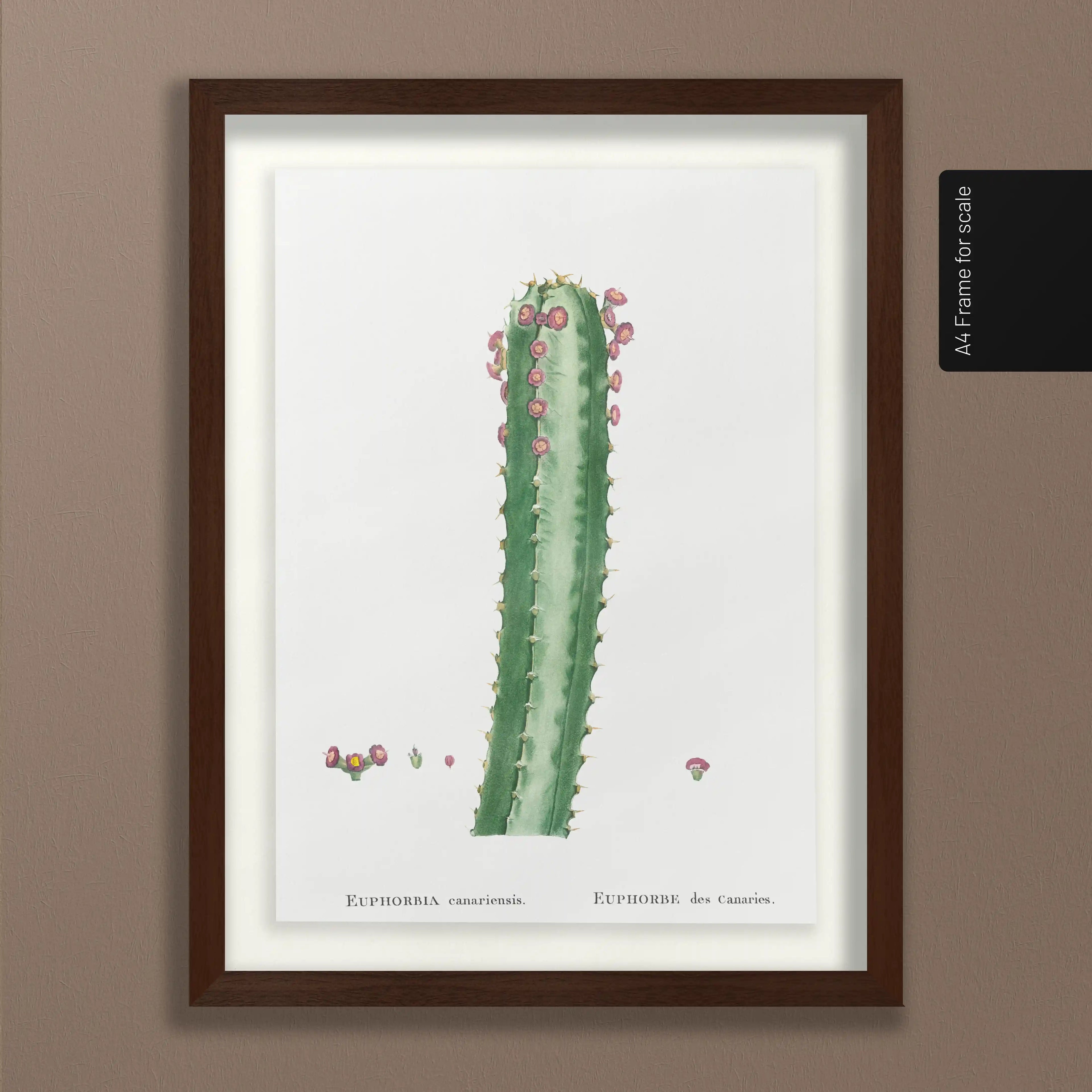 Plant Studies: Plate No. 44