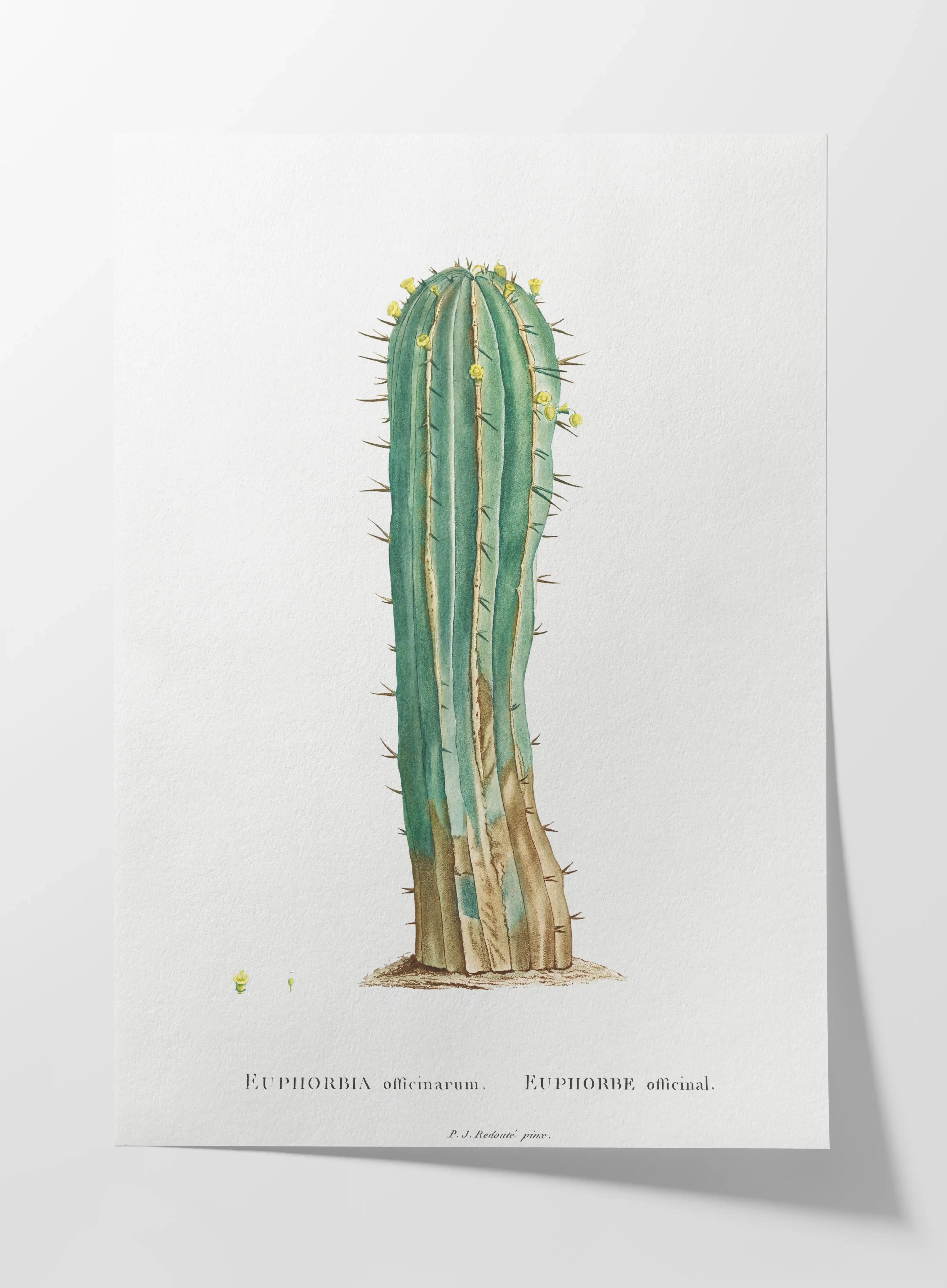 Plant Studies: Plate No. 45