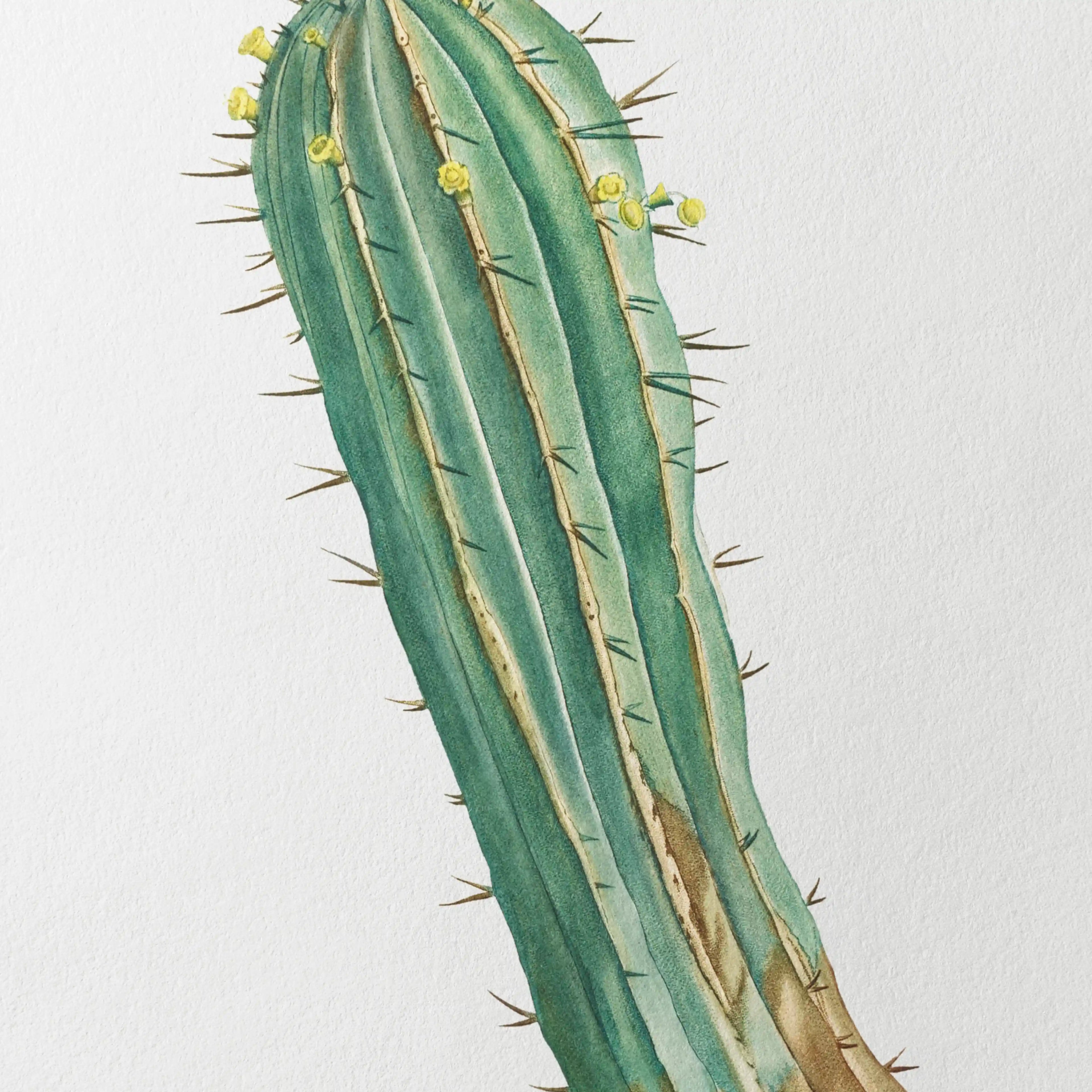 Plant Studies: Plate No. 45