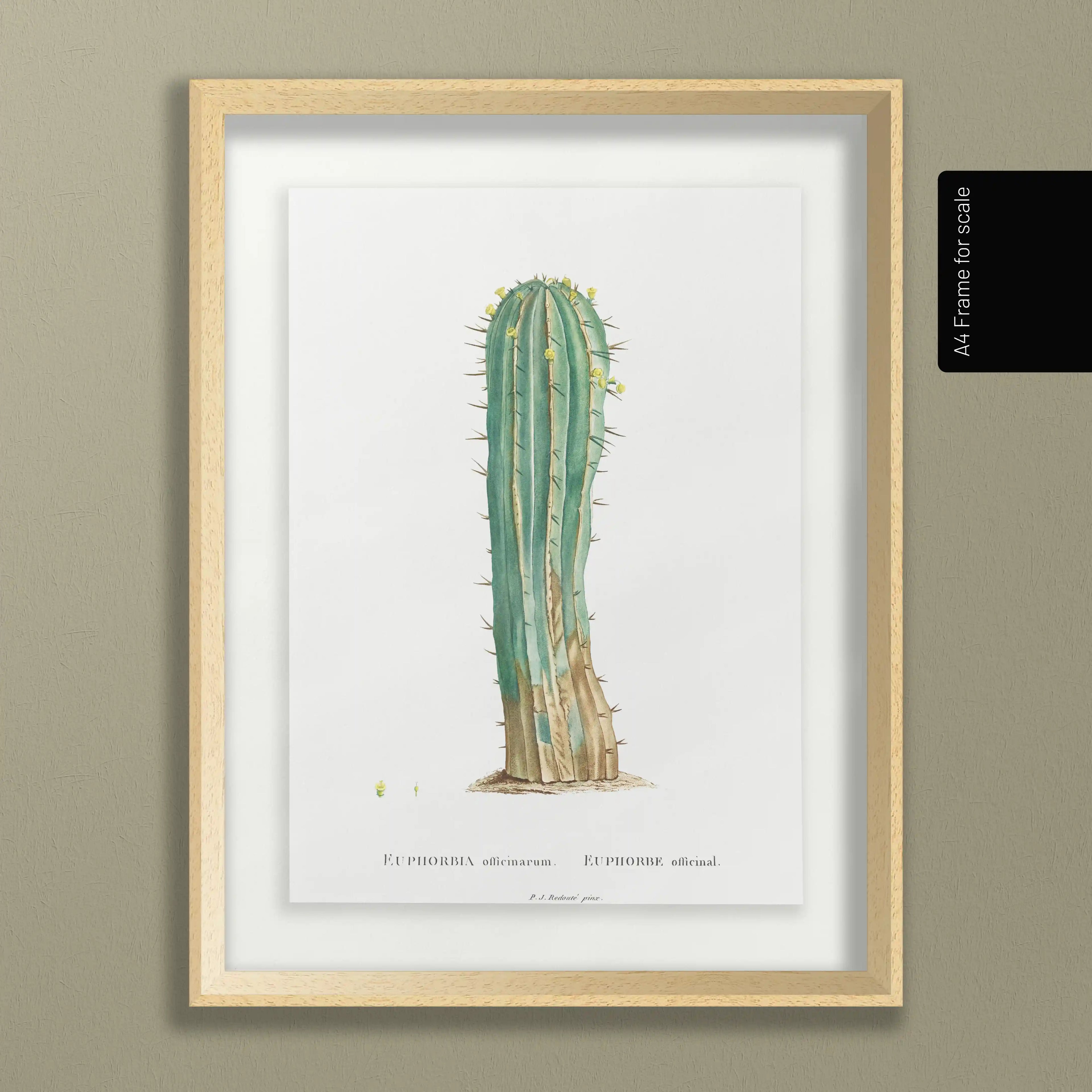 Plant Studies: Plate No. 45