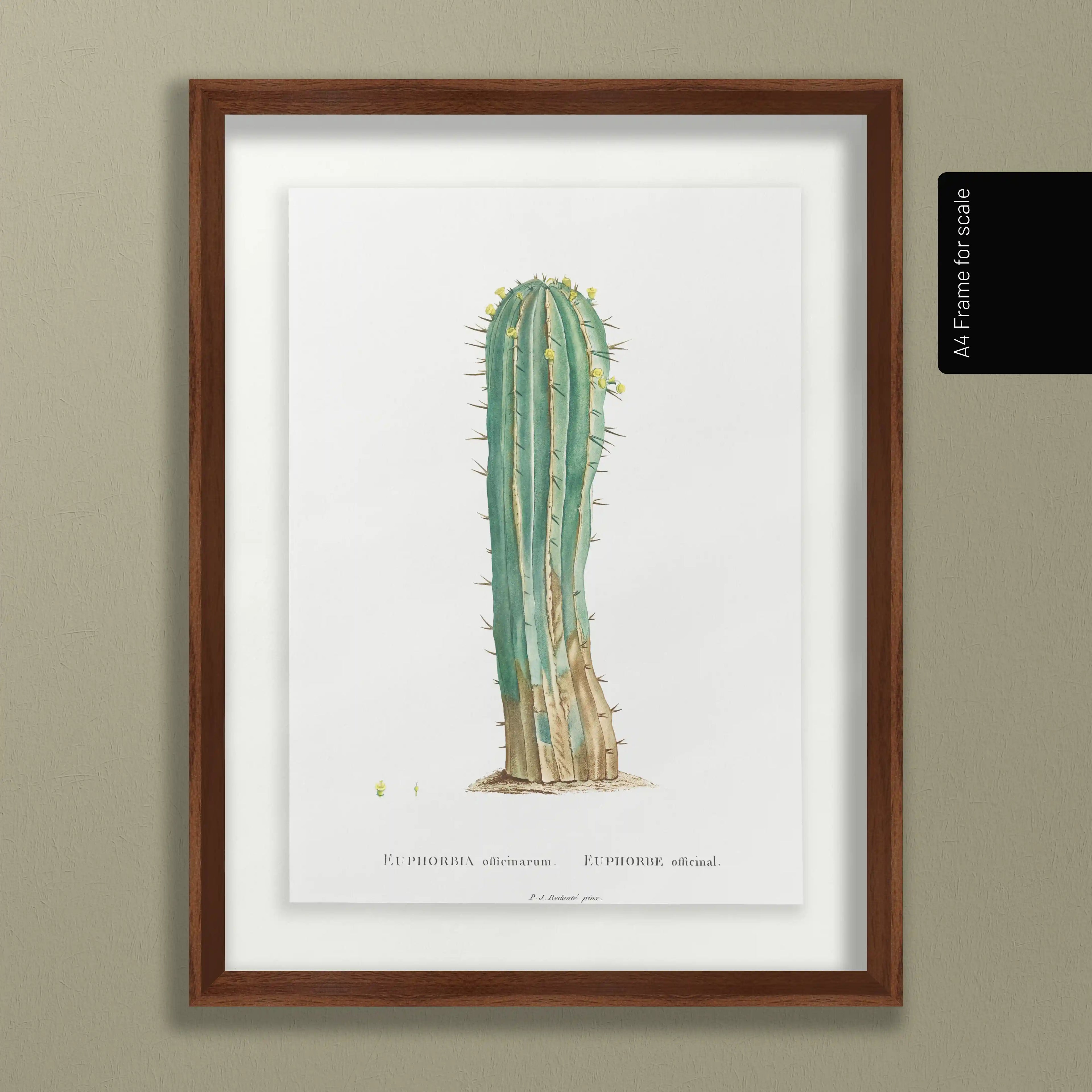 Plant Studies: Plate No. 45