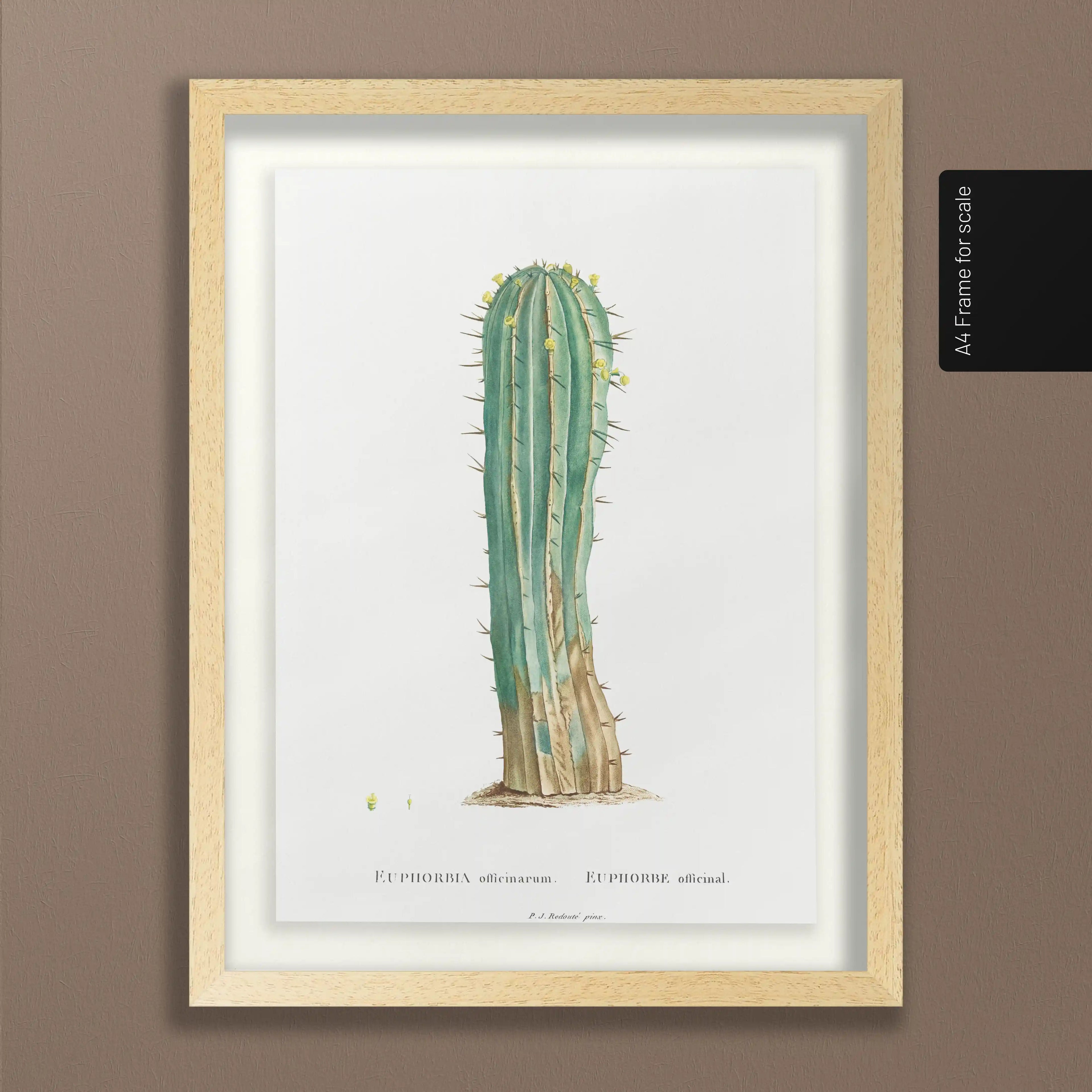 Plant Studies: Plate No. 45