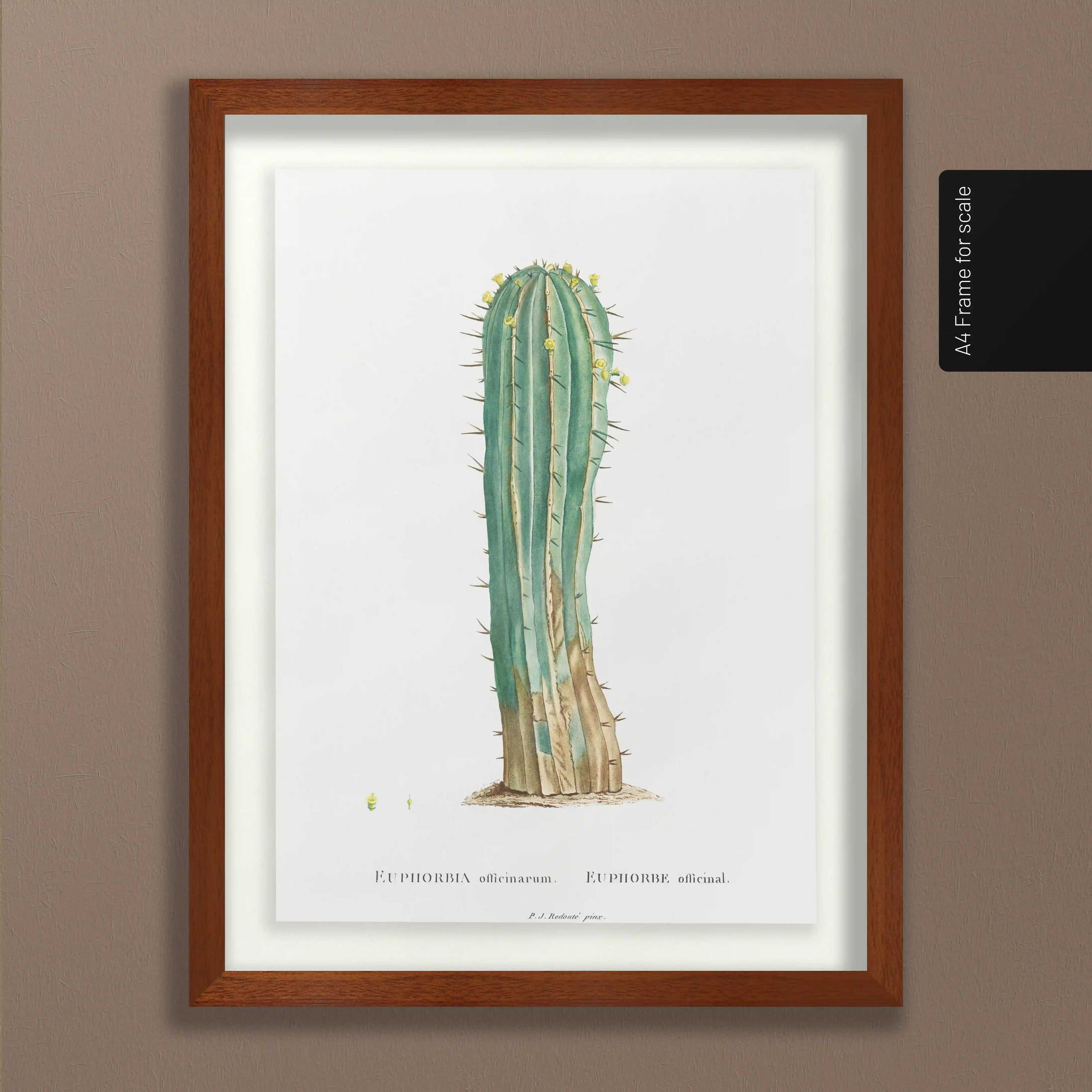 Plant Studies: Plate No. 45