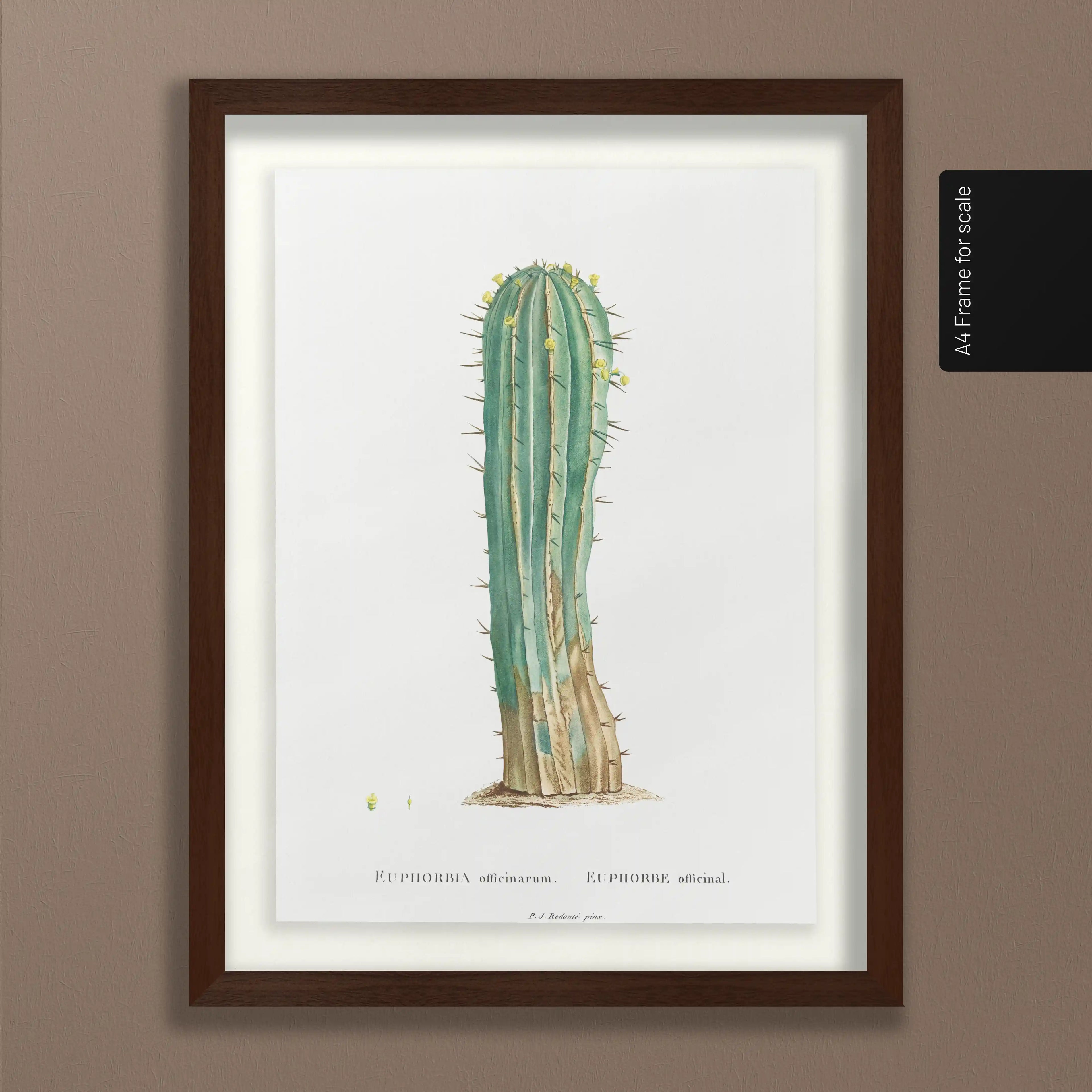 Plant Studies: Plate No. 45