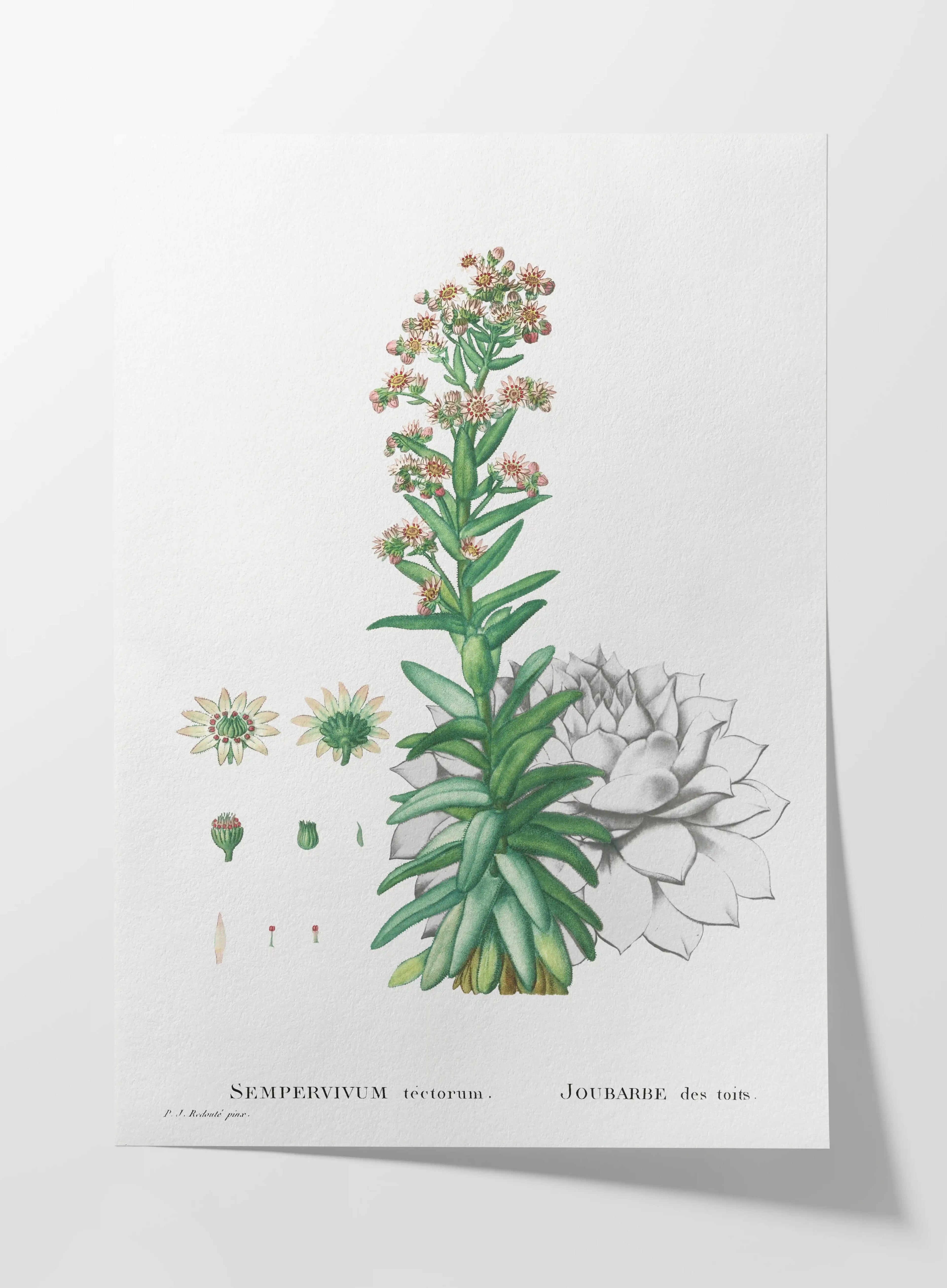 Plant Studies: Plate No. 46