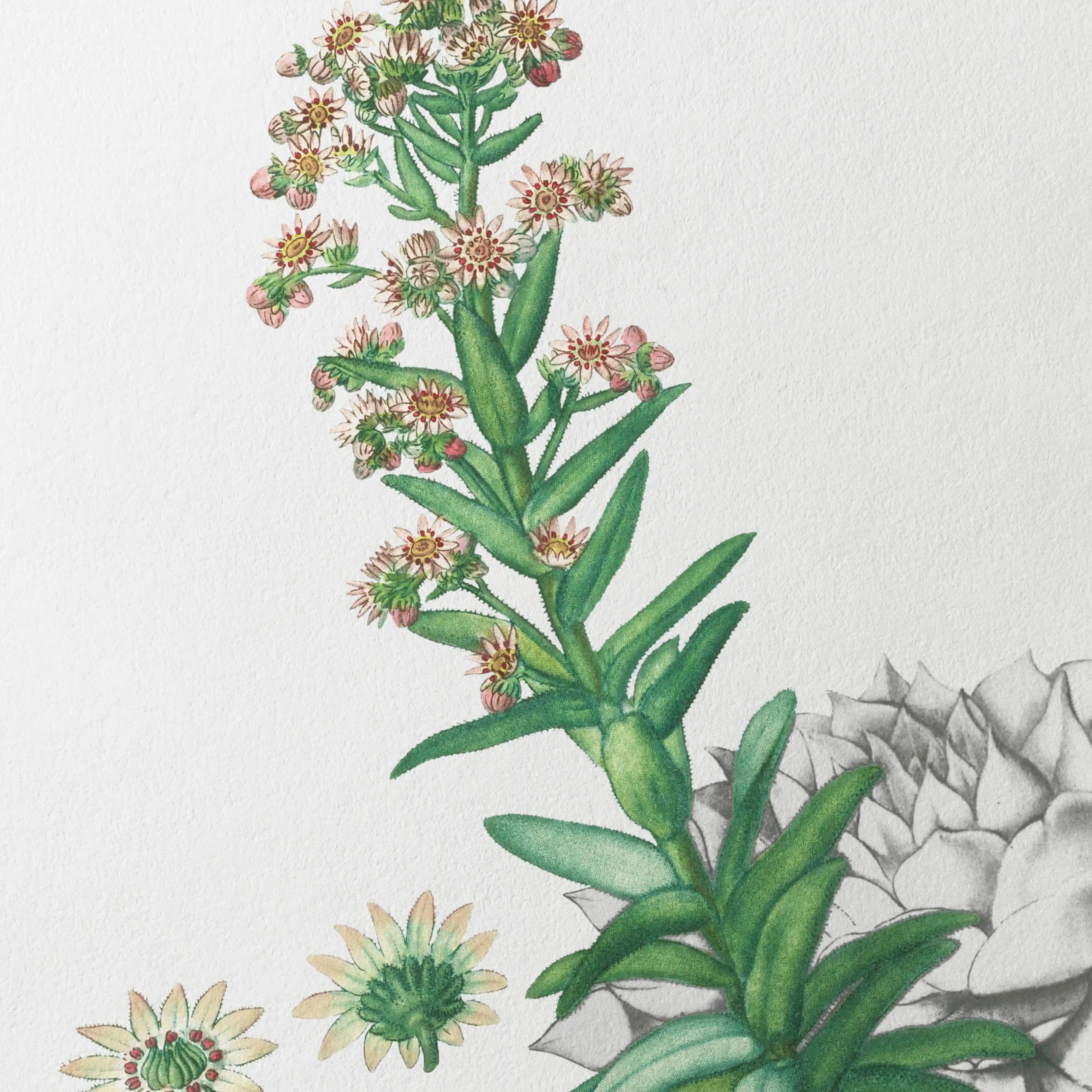 Plant Studies: Plate No. 46