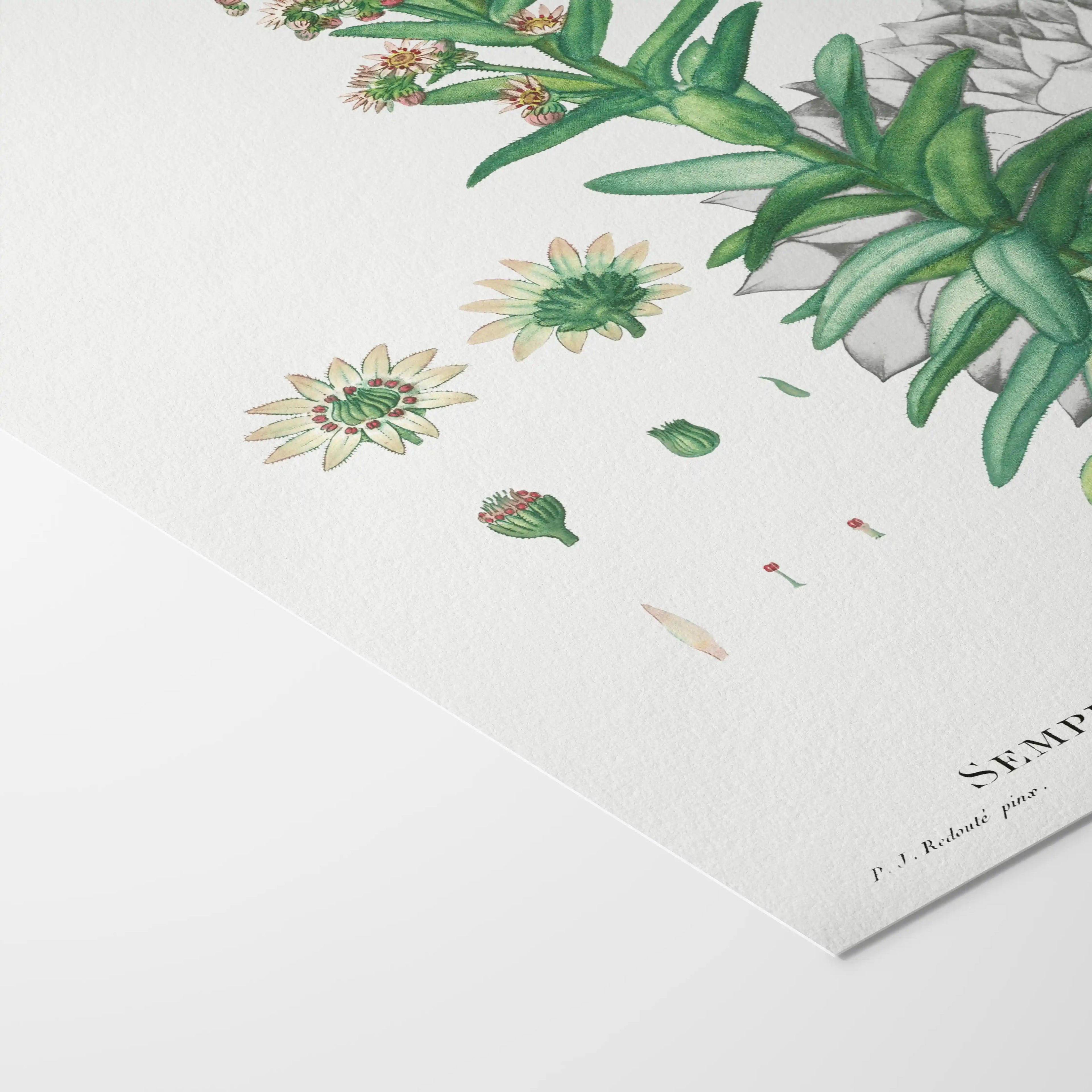 Plant Studies: Plate No. 46