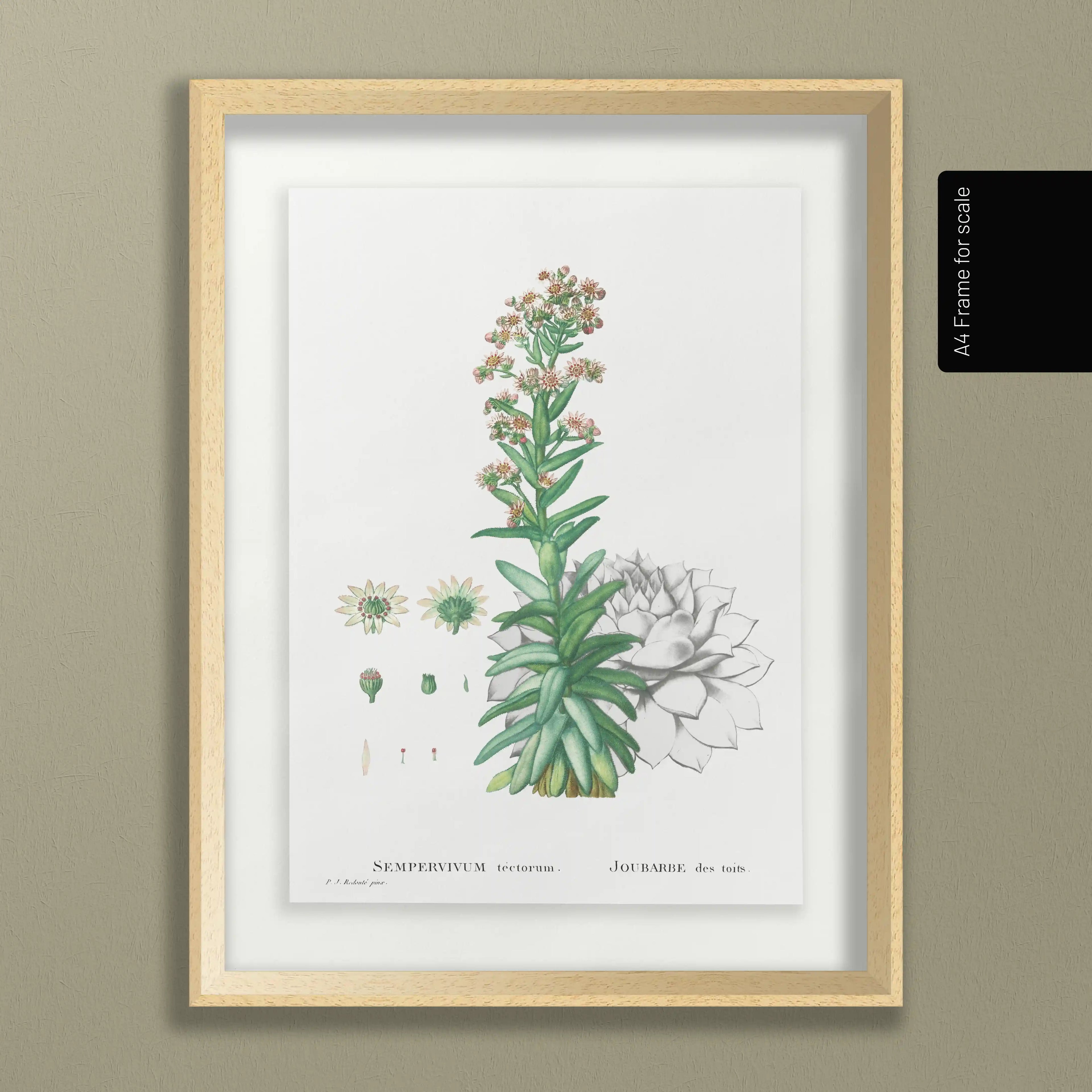 Plant Studies: Plate No. 46